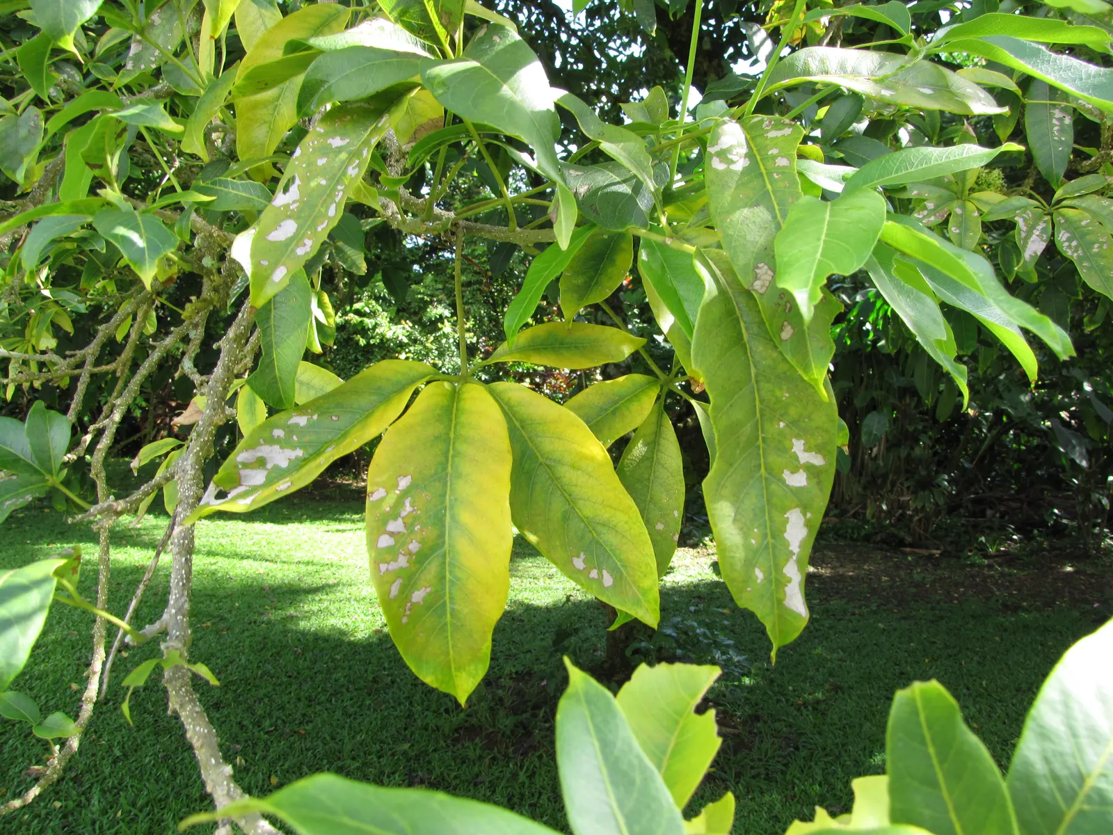 White Sapote (Casimiroa Edulis) — greenish-white flowers lure pollinators
