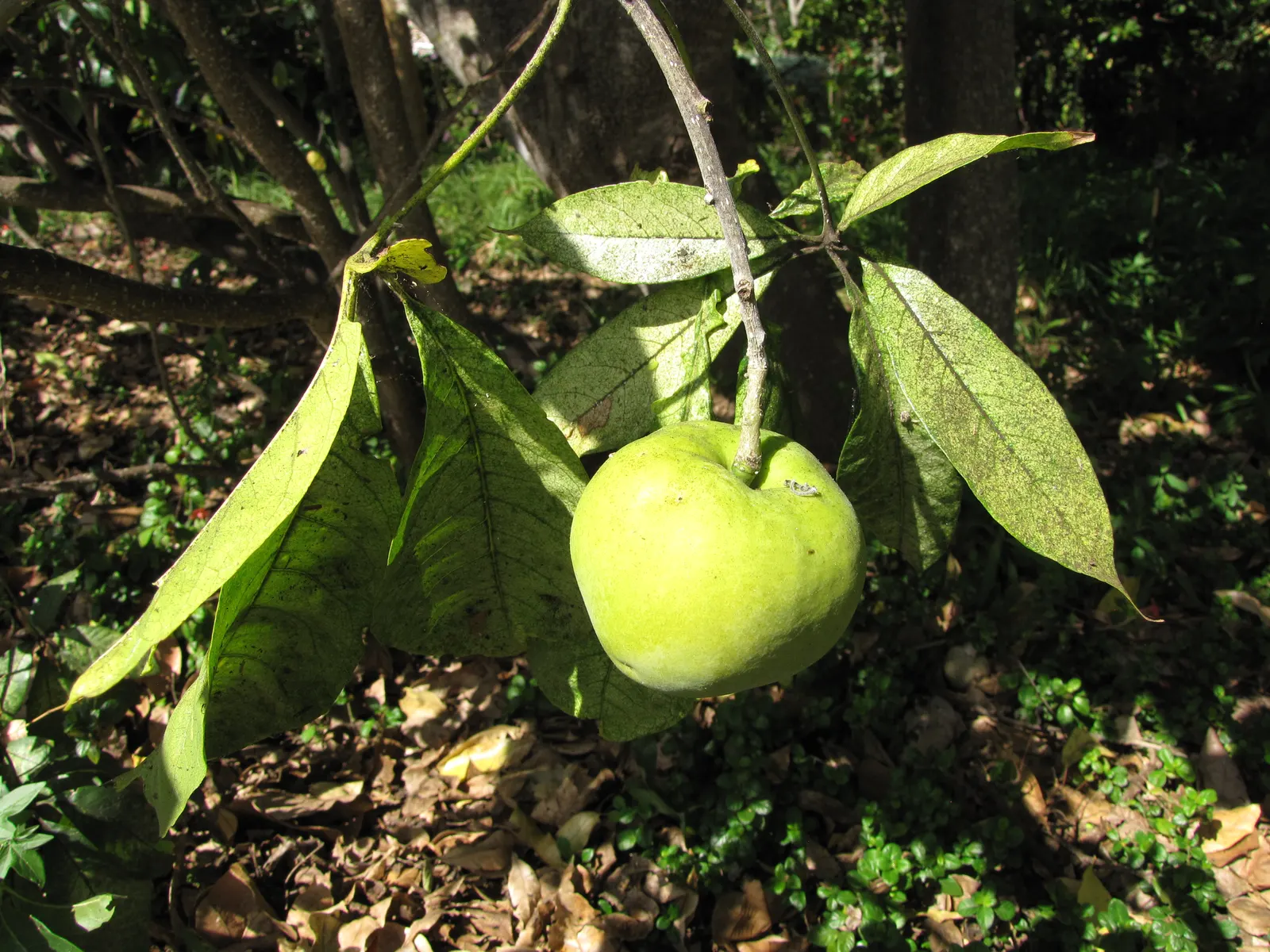 White Sapote (Casimiroa Edulis) — This elegant tree can reach heights of 15 to 50 feet