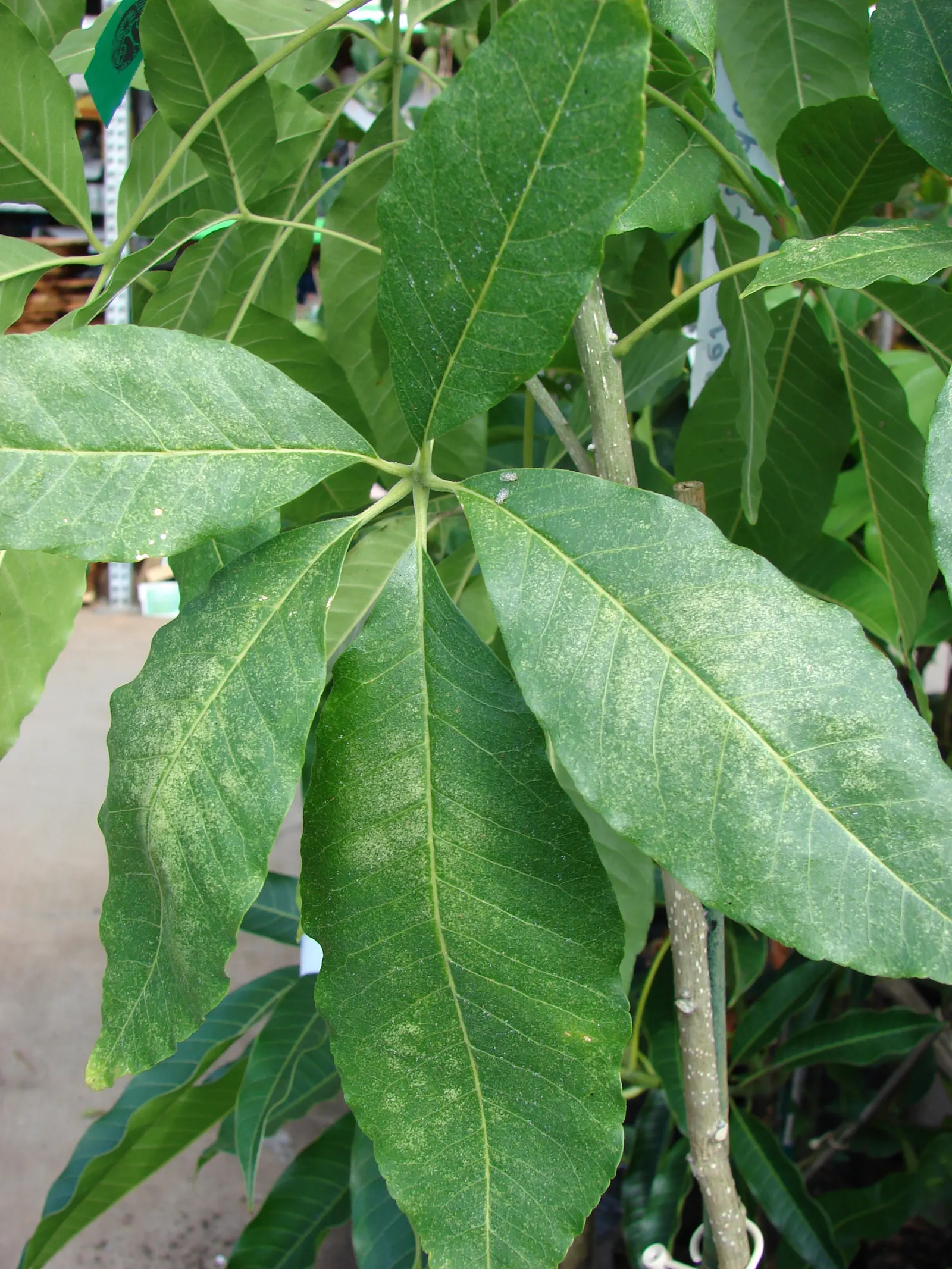 White Sapote (Casimiroa Edulis) — tree with green blooms