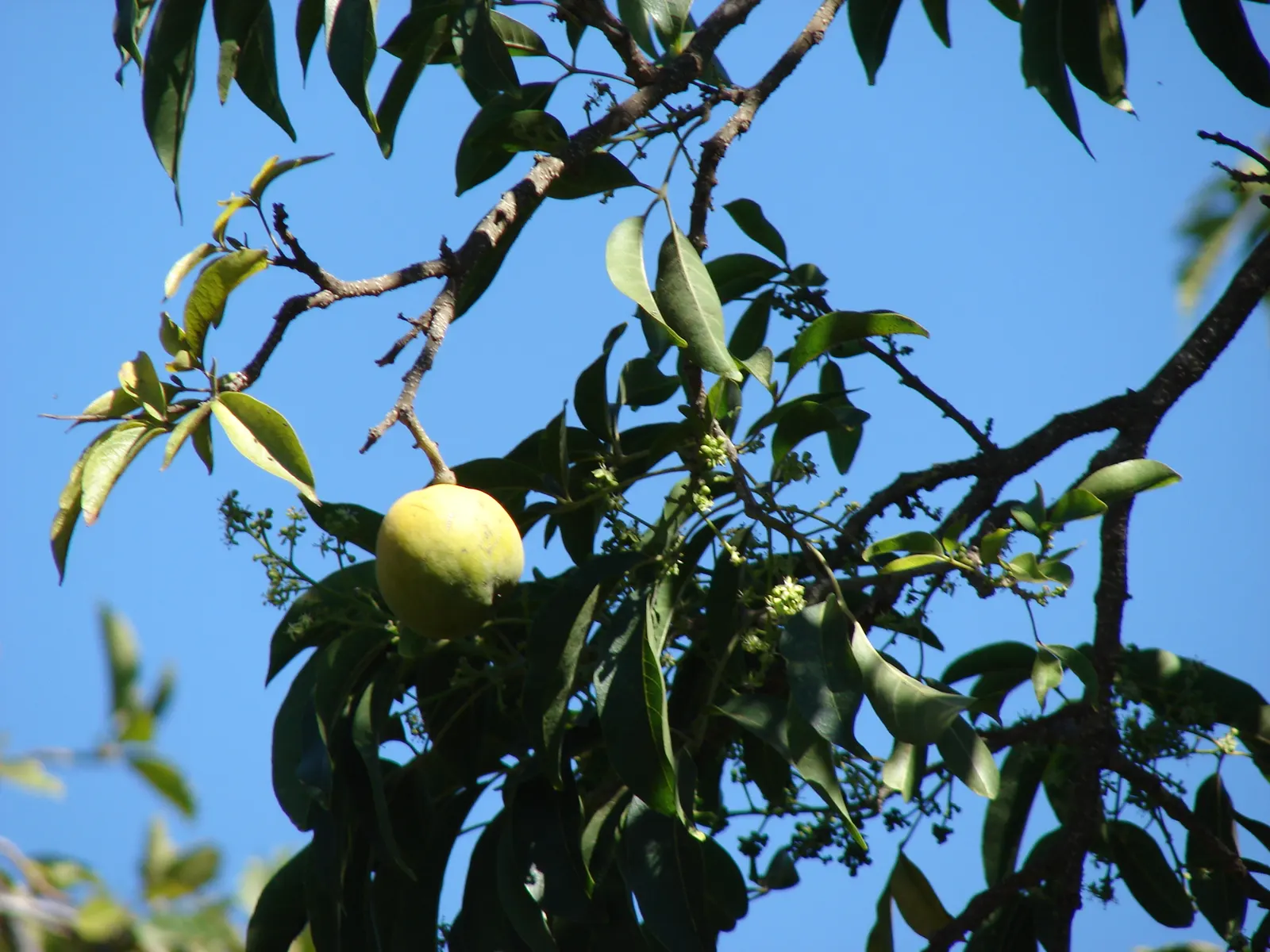 White Sapote (Casimiroa Edulis) — scientifically termed Casimiroa edulis; white Sapote thrives in well-drained soils and prefers full sun exposure, image 61