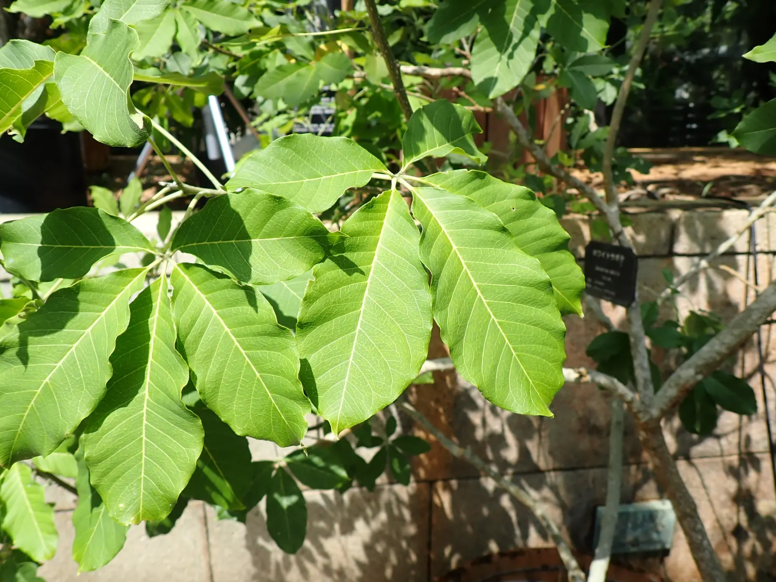 White Sapote (Casimiroa Edulis) — Moderate water requirements; green flowers in the garden