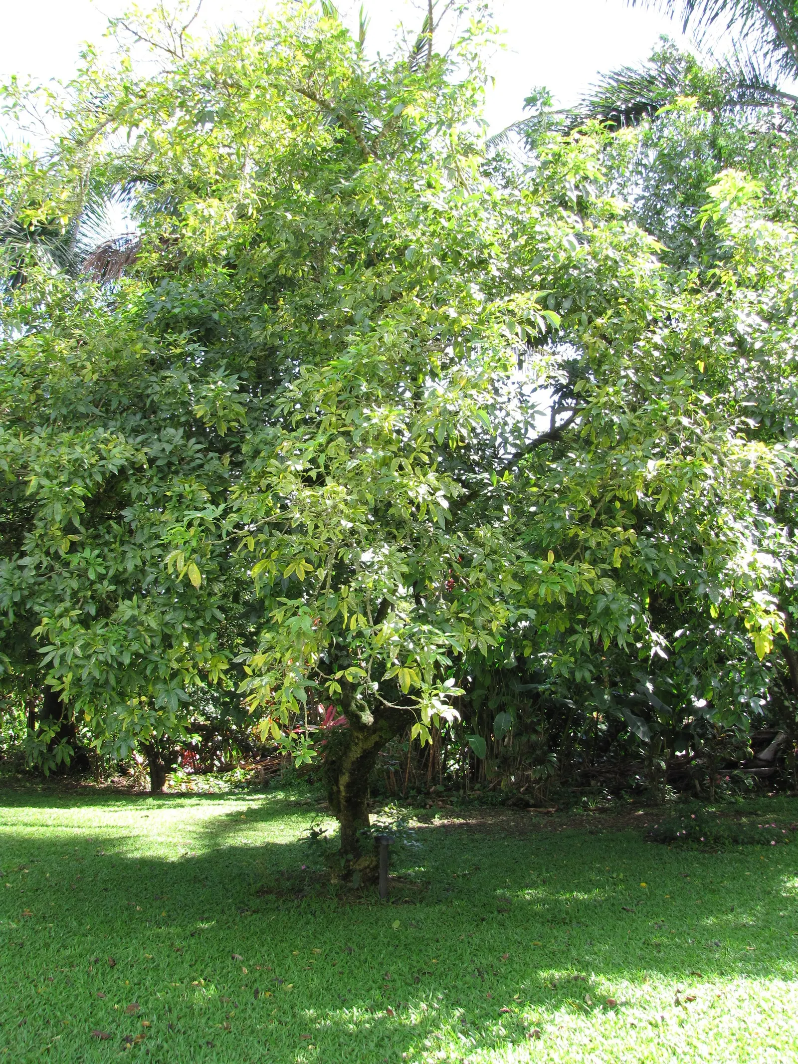 White Sapote (Casimiroa Edulis) — often likened to the taste of banana or peach.<br><br>For optimal growth; about 2 to 4 inches in diameter, image 72