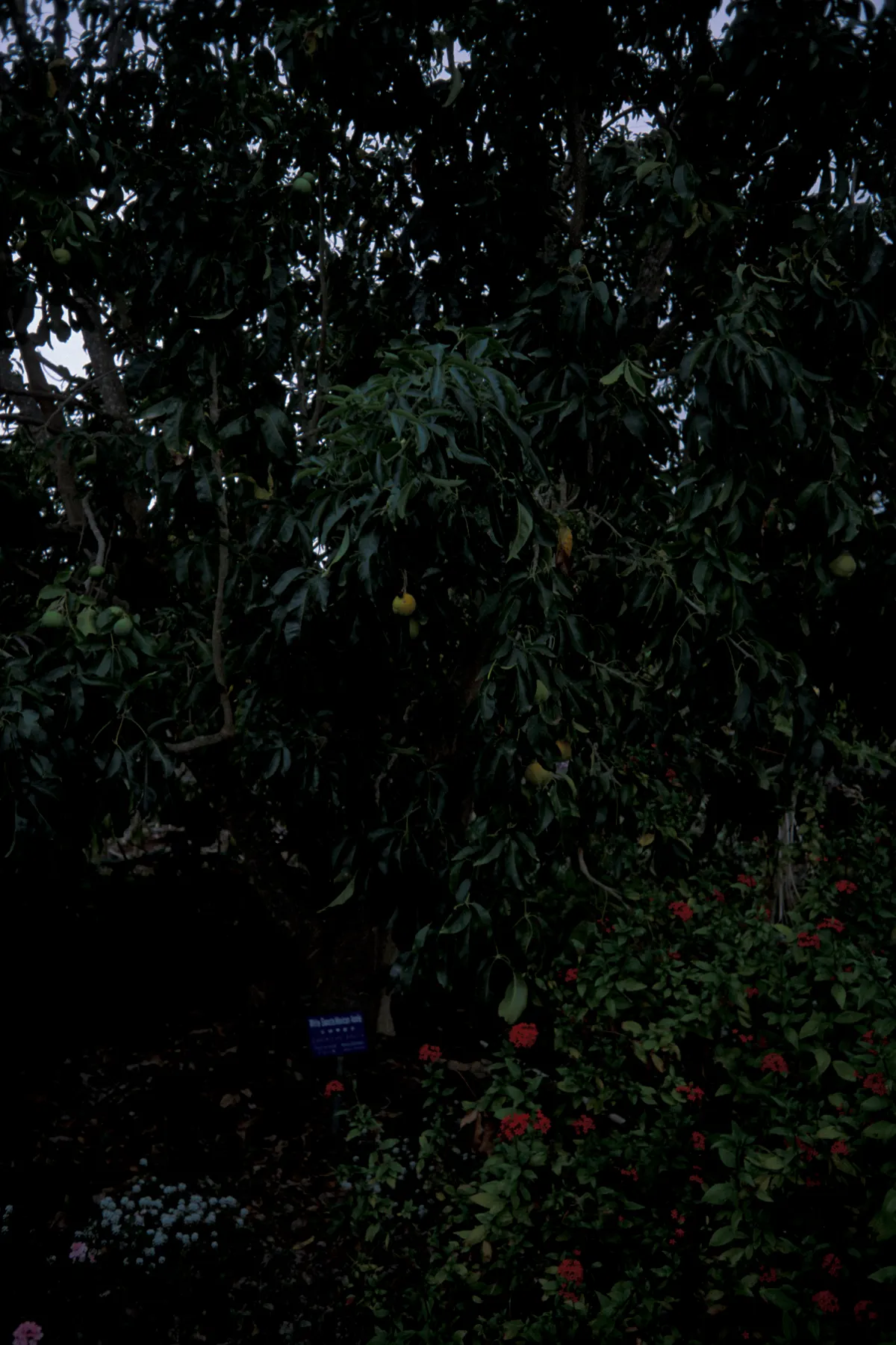 White Sapote (Casimiroa Edulis) — White Sapote thrives in well-drained soils and prefers full sun exposure