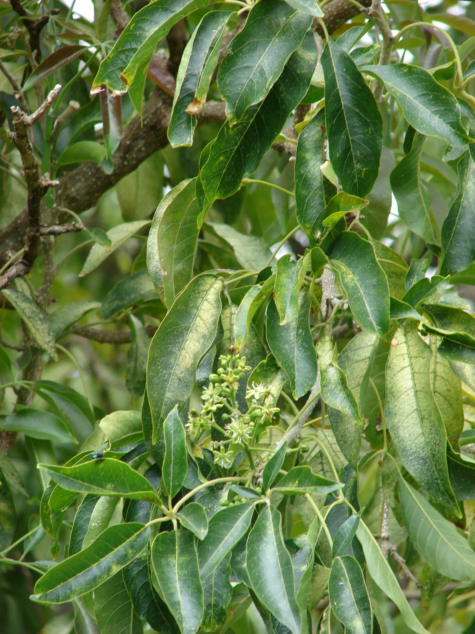 White Sapote (Casimiroa Edulis) — hardiness zones 9-11, it reaches heights of 15-50 ft with a spread of 15-30 ft