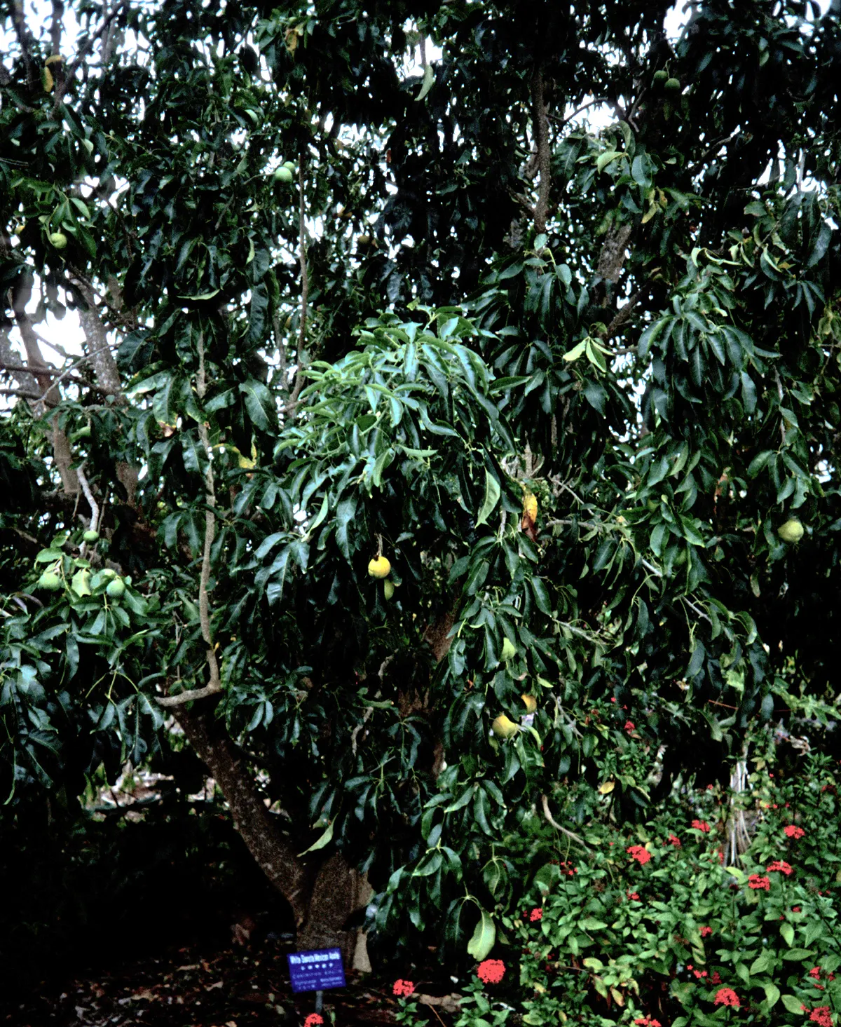 White Sapote (Casimiroa Edulis) — White Sapote (Casimiroa edulis) is an evergreen tree, revered for its lush foliage and sweet, custardy fruits