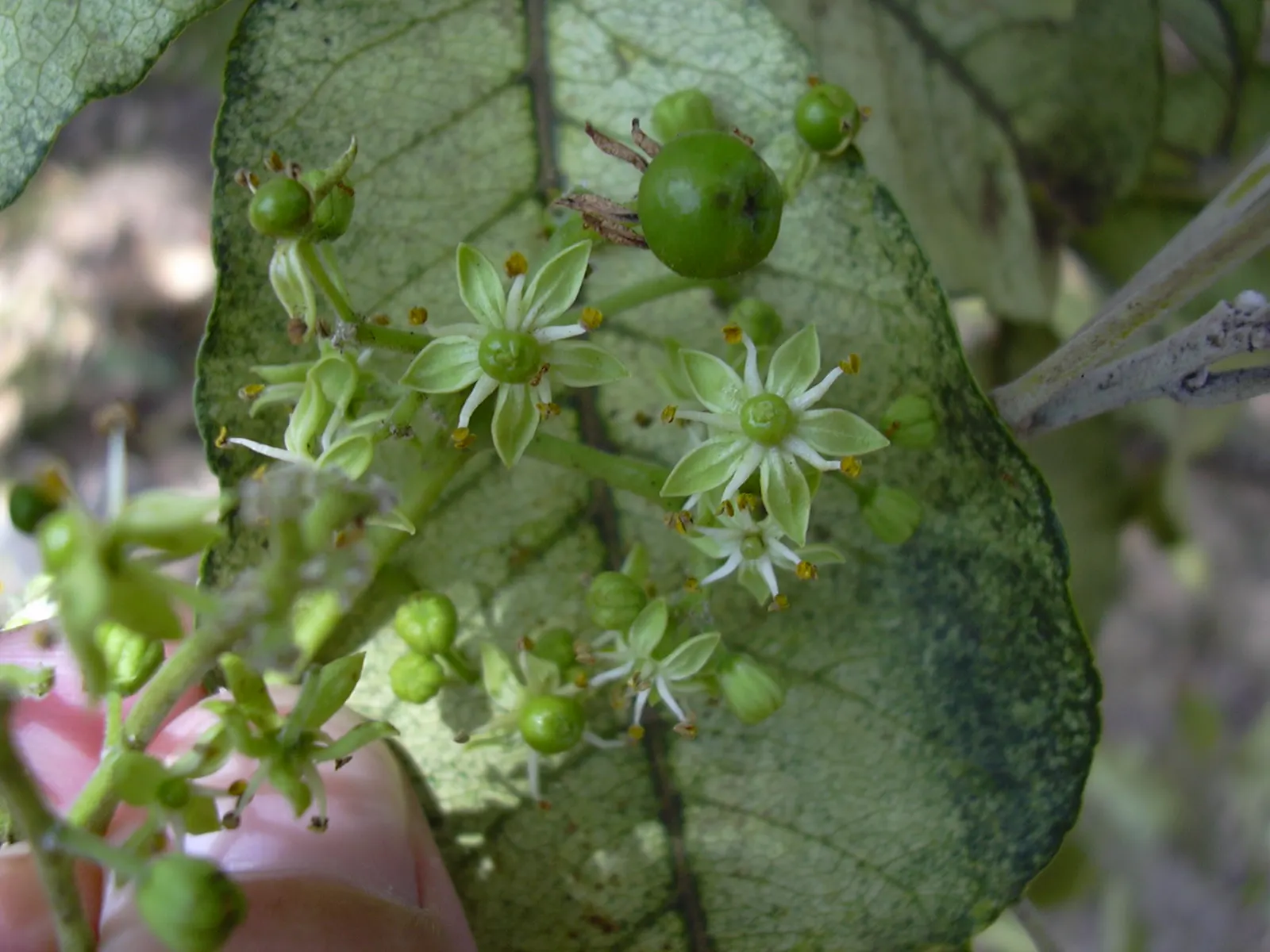 White Sapote (Casimiroa Edulis) — greenish-white flowers lure pollinators, image 32