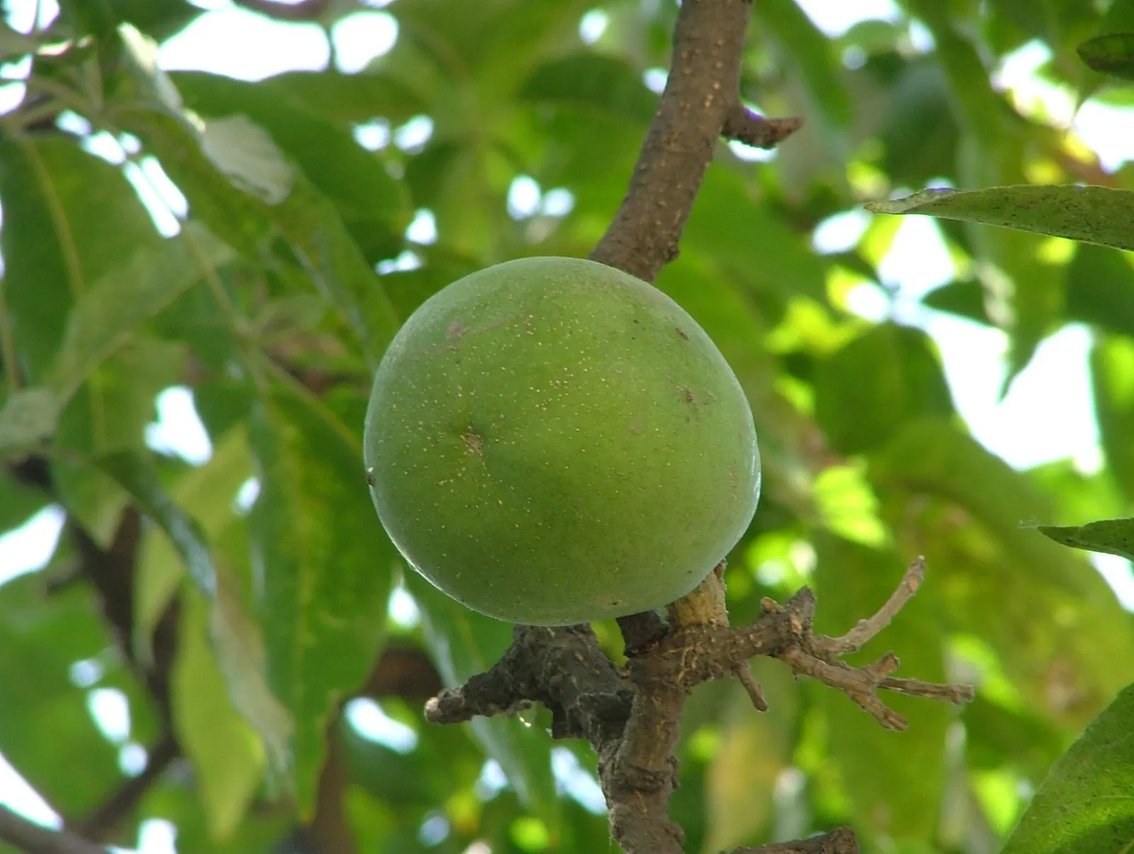 White Sapote (Casimiroa Edulis) — It is a member of the Rutaceae (citrus) family, though it bears little resemblance to traditional citrus trees, image 62