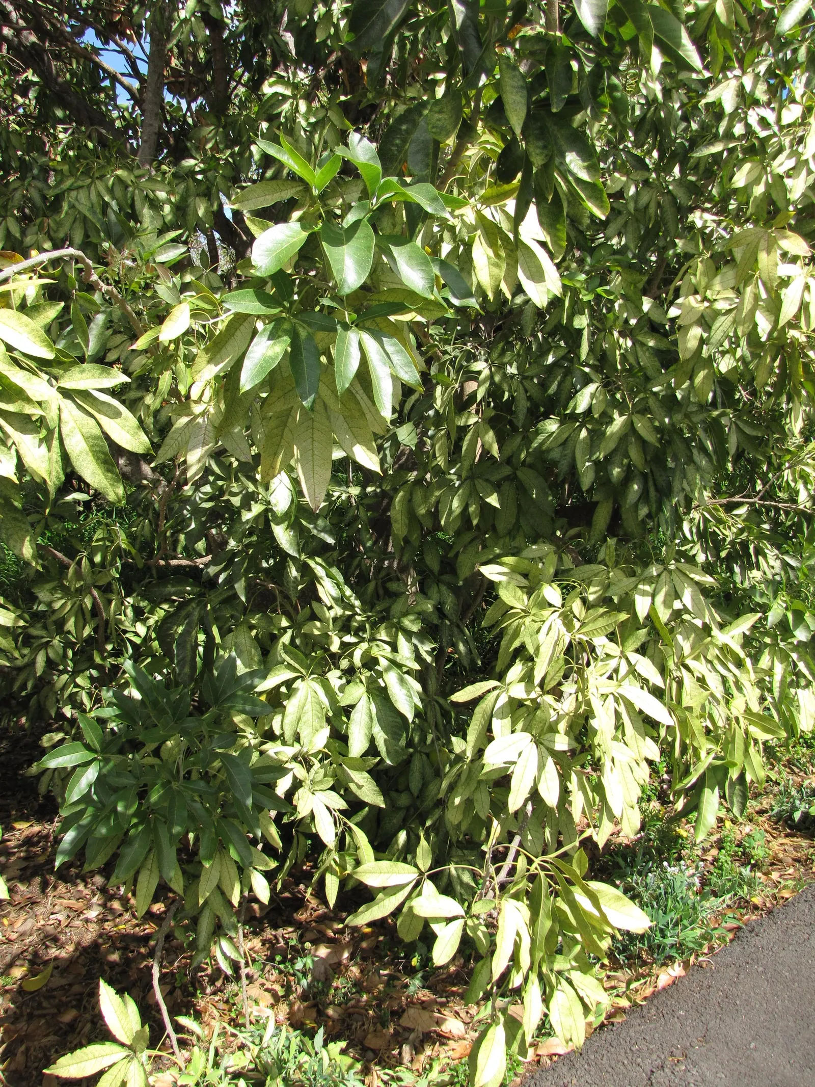 White Sapote (Casimiroa Edulis) — while its low-maintenance character appeals to gardeners seeking an ornamental yet fruitful addition; which can, image 60