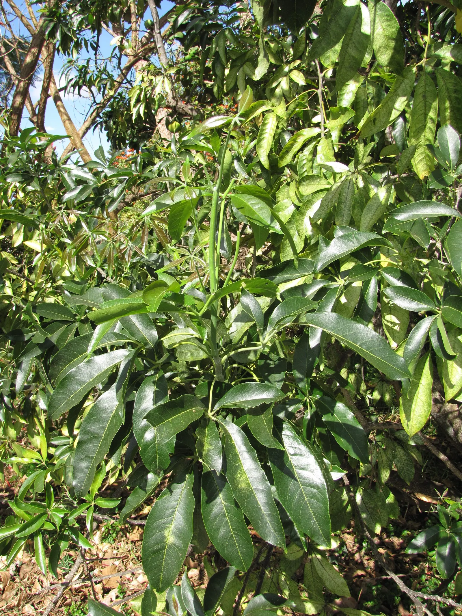 White Sapote (Casimiroa Edulis) — Prefers full sun to partial shade with well-draining soil