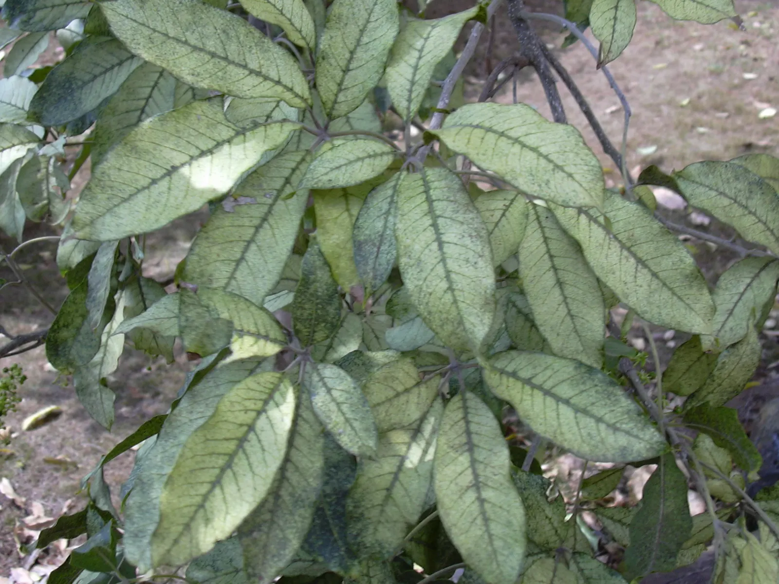 White Sapote (Casimiroa Edulis) — though it can tolerate partial shade; hardiness zones 9-11, it reaches heights of 15-50 ft with a spread of 15-30 ft