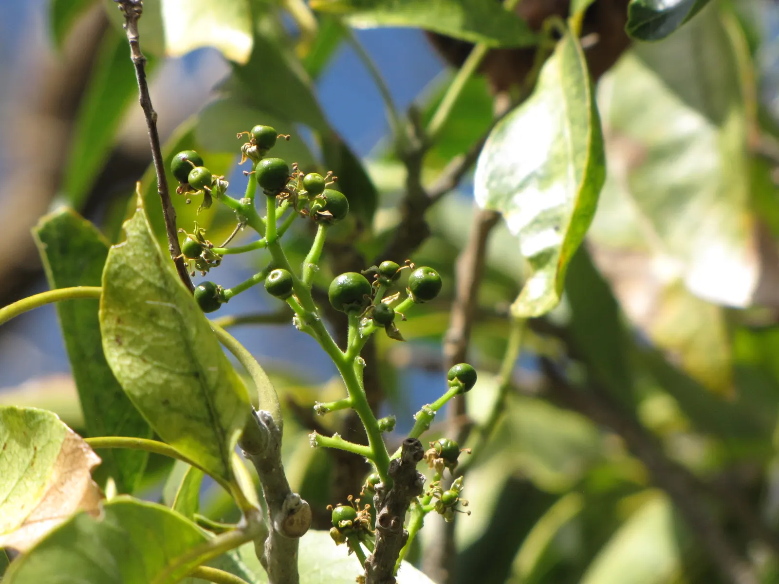 White Sapote (Casimiroa Edulis) — tree with green blooms; the white to cream-colored flesh inside is sweet and custard-like