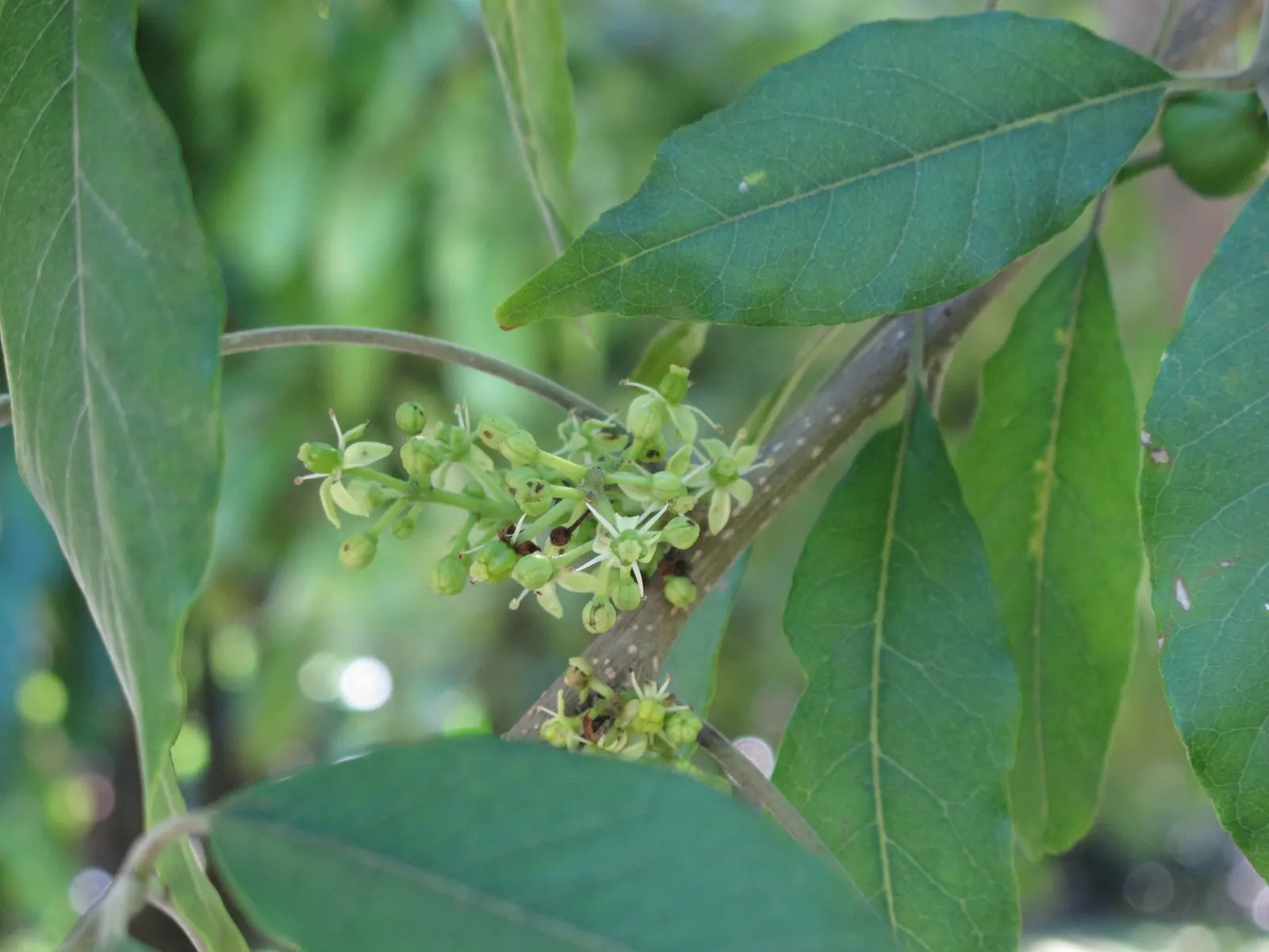 White Sapote (Casimiroa Edulis) — green flowers in the garden; with an equal or wider canopy span