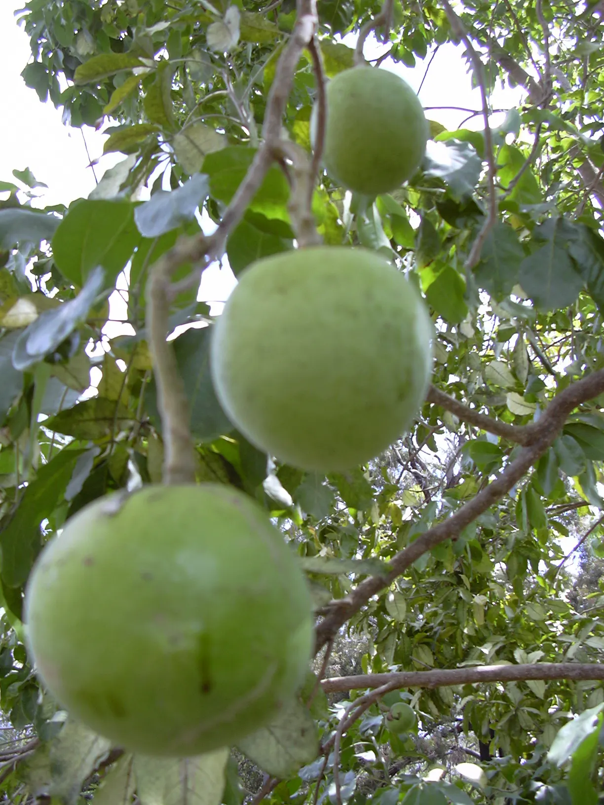 White Sapote (Casimiroa Edulis) — scientifically termed Casimiroa edulis; white Sapote thrives in well-drained soils and prefers full sun exposure