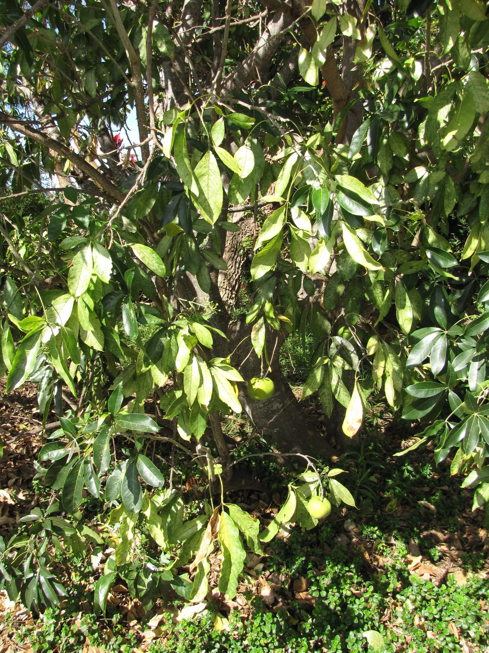 White Sapote (Casimiroa Edulis) — though it can tolerate partial shade