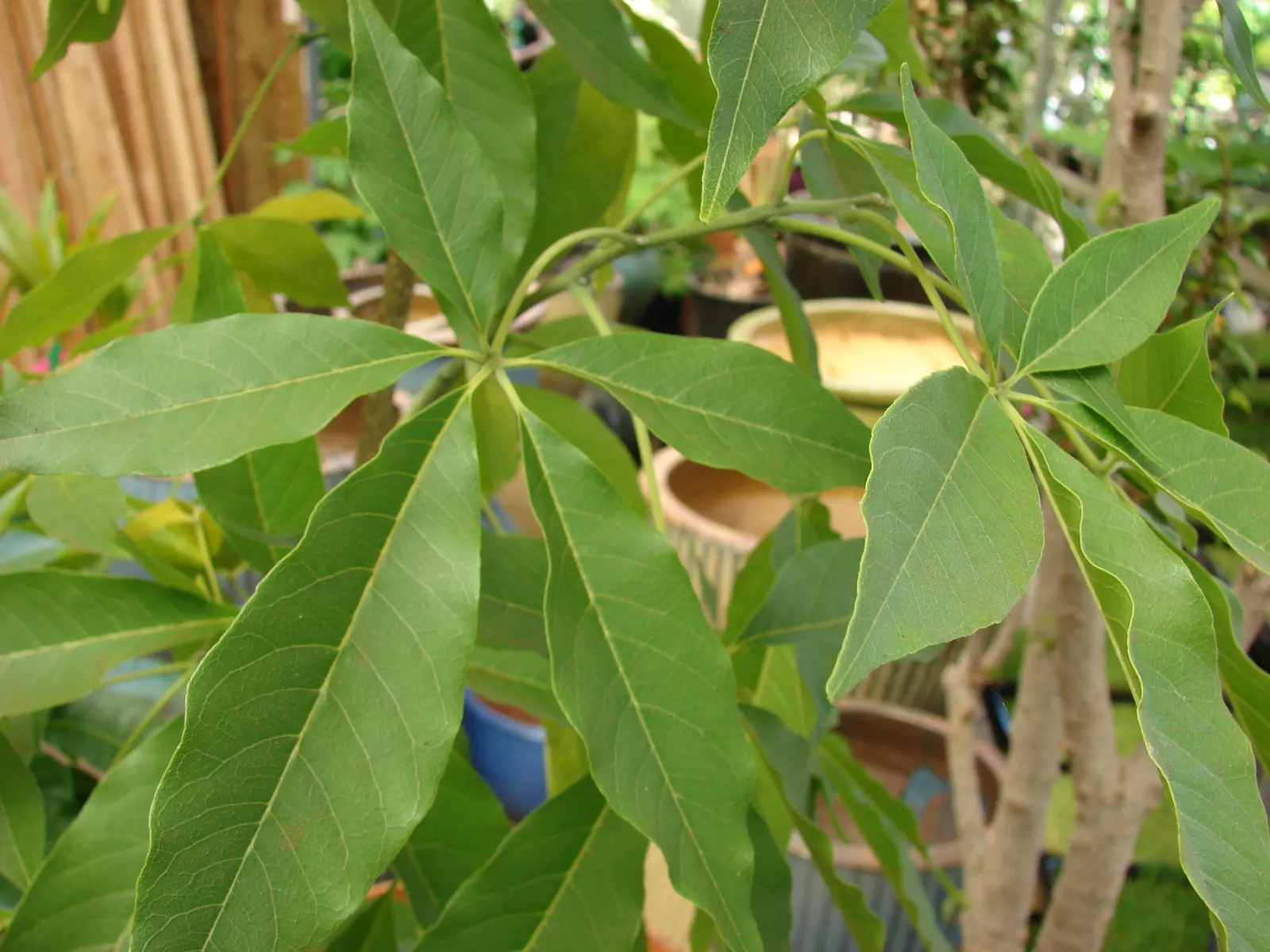 White Sapote (Casimiroa Edulis) — The fruits are apple-sized