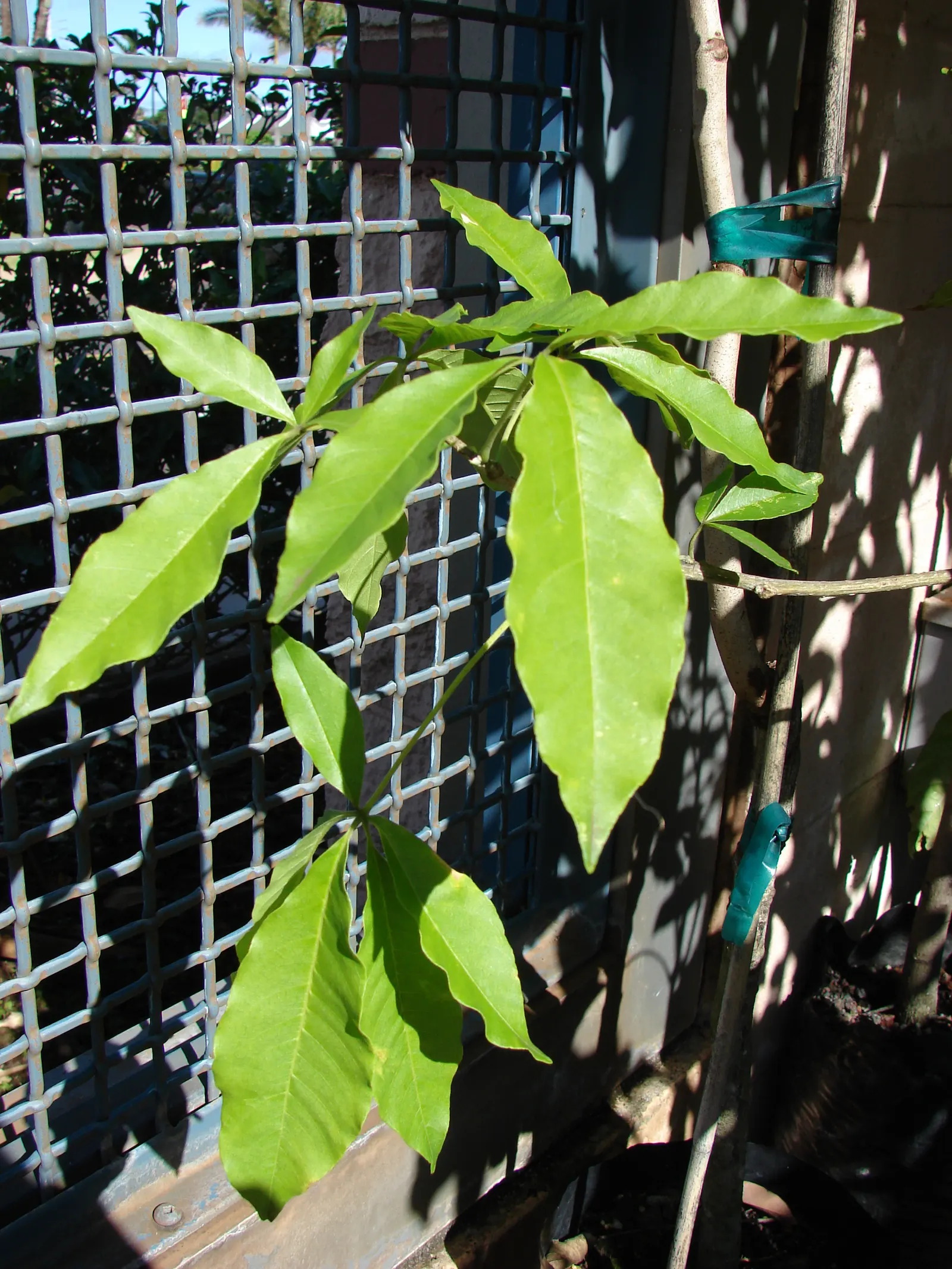 White Sapote (Casimiroa Edulis) — while its low-maintenance character appeals to gardeners seeking an ornamental yet fruitful addition; which can grow up to 6