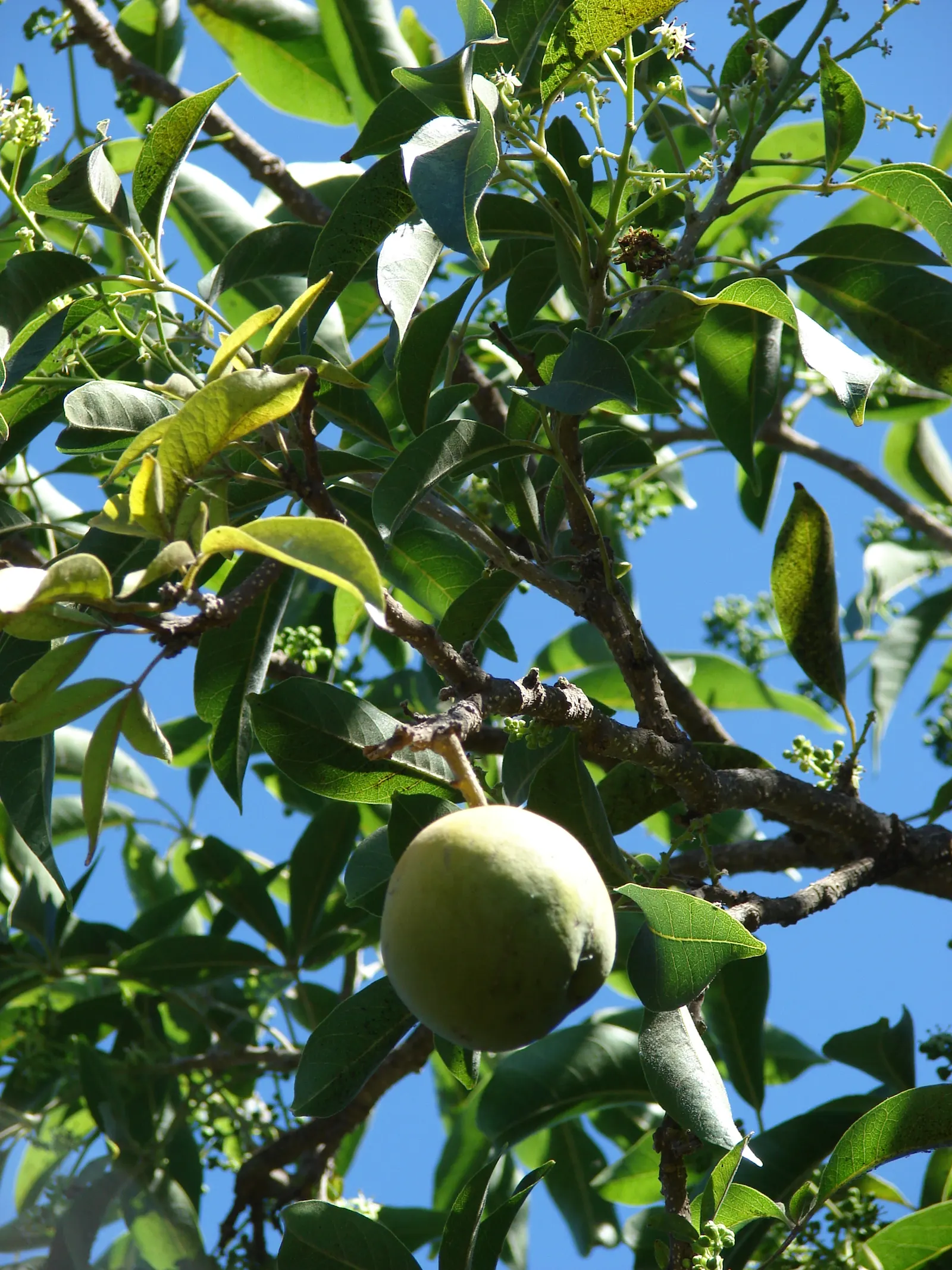White Sapote (Casimiroa Edulis) — The fruits are apple-sized, image 68