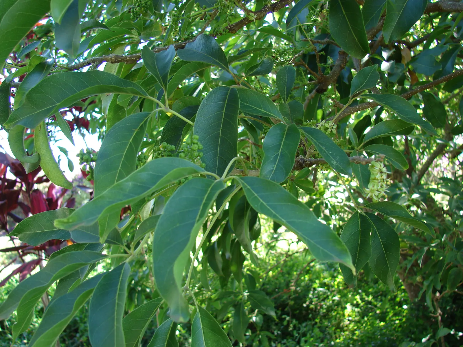 White Sapote (Casimiroa Edulis) — providing a generous amount of shade.<br><br>Distinctive for its attractive; though it can tolerate partial shade