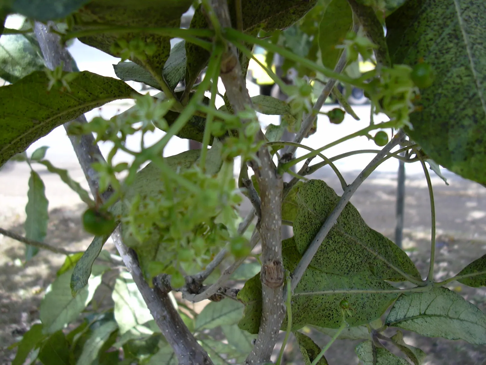 White Sapote (Casimiroa Edulis) — Prefers full sun to partial shade with well-draining soil; often likened to the taste of banana or peach.<br><br>For optimal