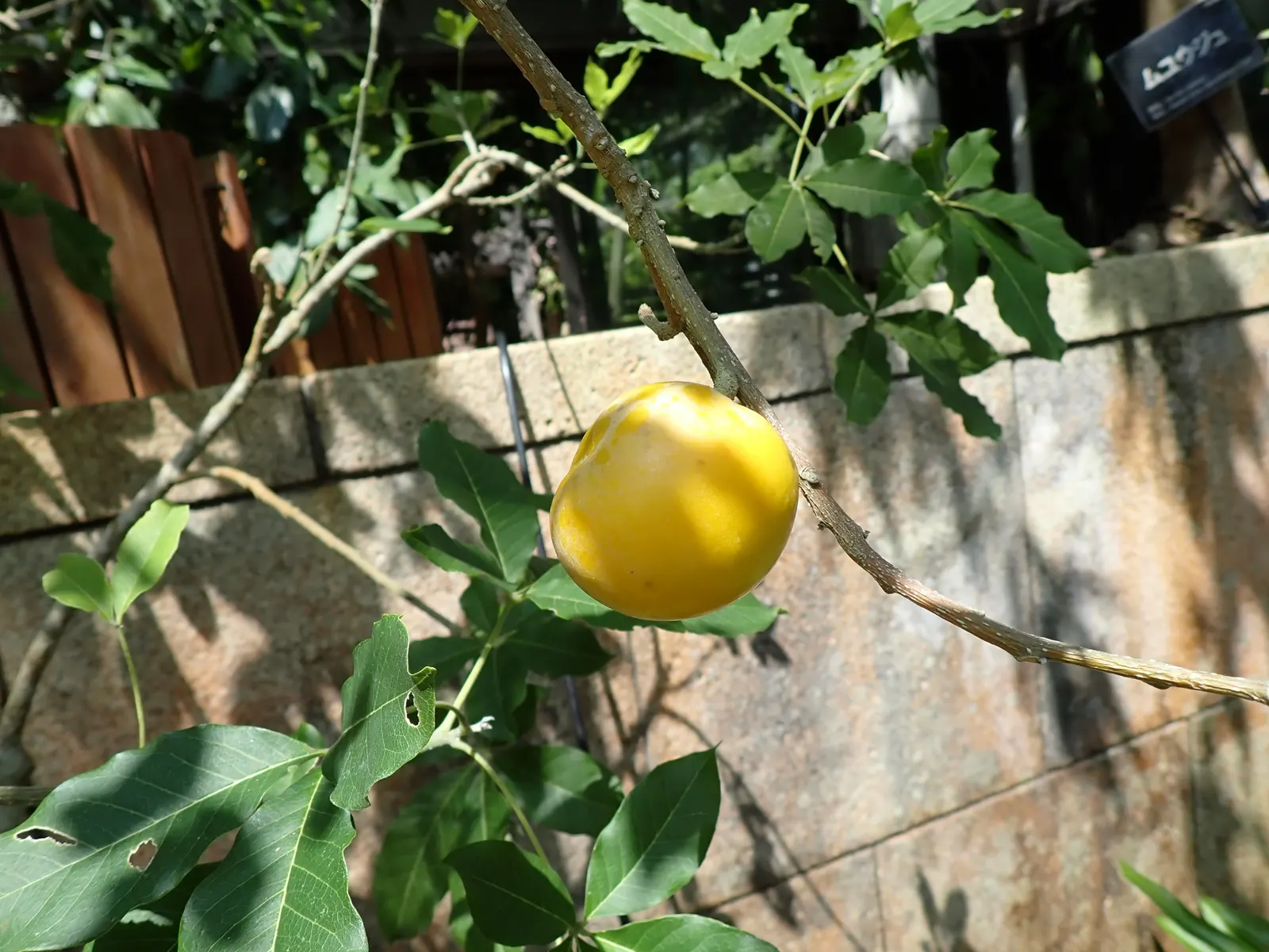 White Sapote (Casimiroa Edulis) — enhancing the overall sensory experience of the garden
