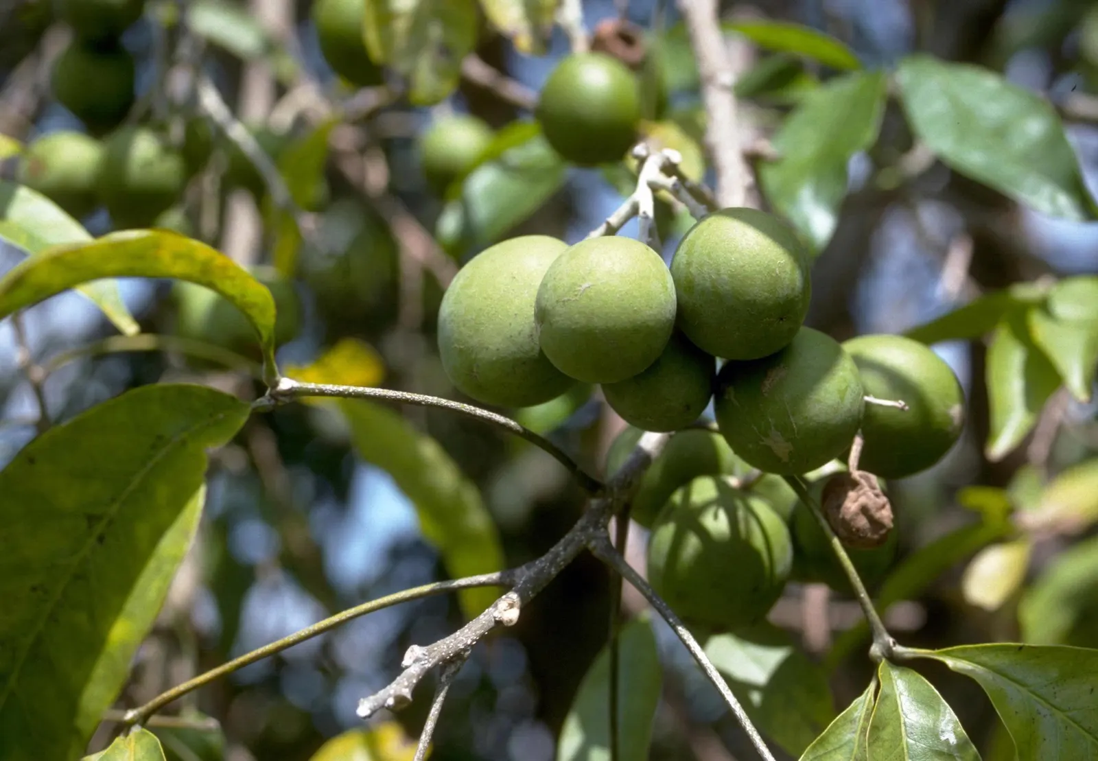 White Sapote (Casimiroa Edulis) — about 2 to 4 inches in diameter; while it is hardy to temperatures as low as 26&deg;F, it is best suited to USDA zones 9 to 11