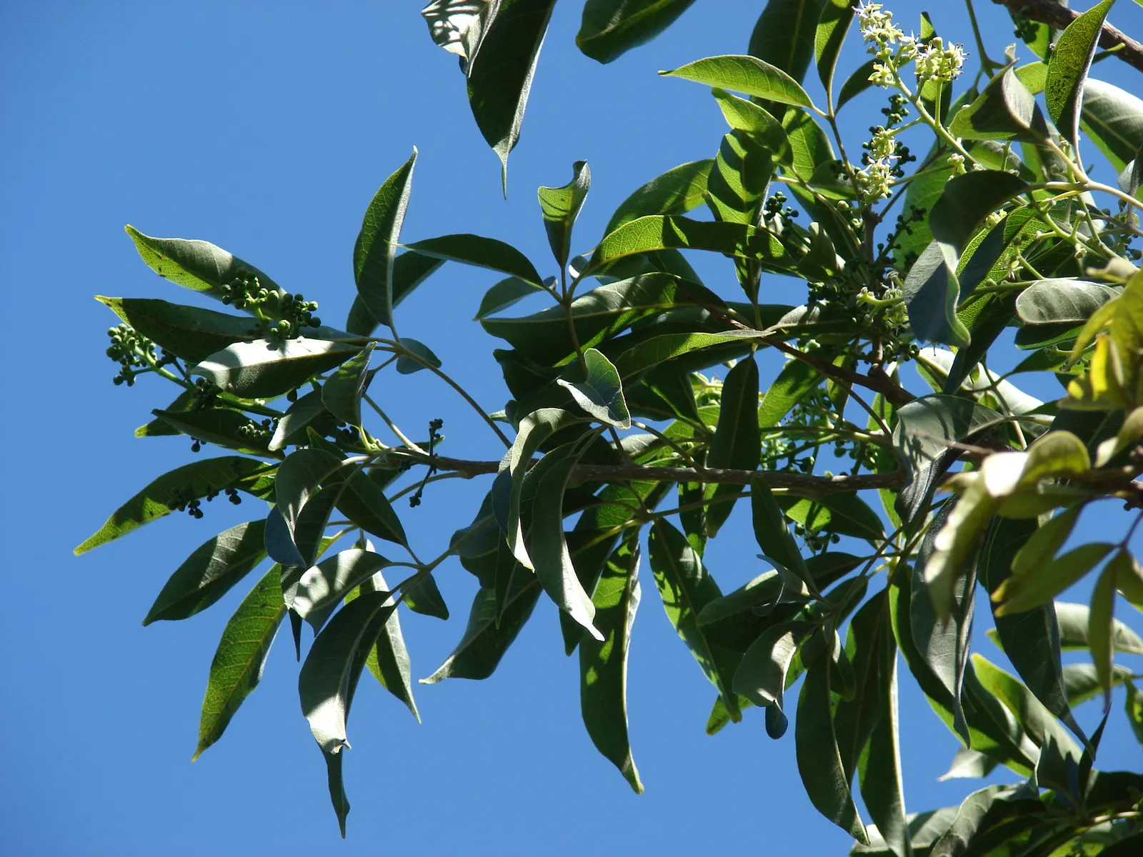 White Sapote (Casimiroa Edulis) — pale green skin that turns yellow as it ripens
