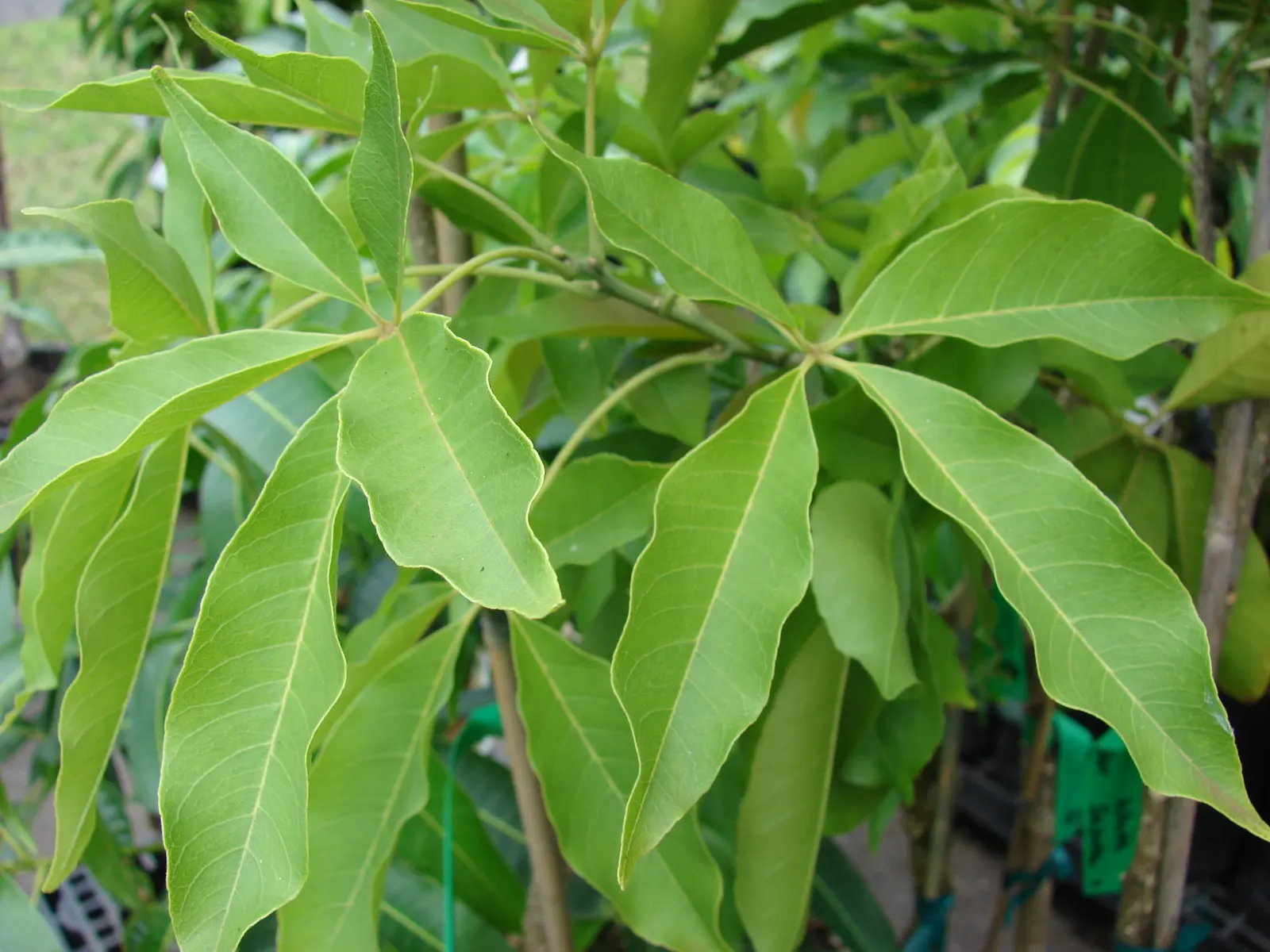 White Sapote (Casimiroa Edulis) — with an equal or wider canopy span; the White Sapote displays a lush, image 64