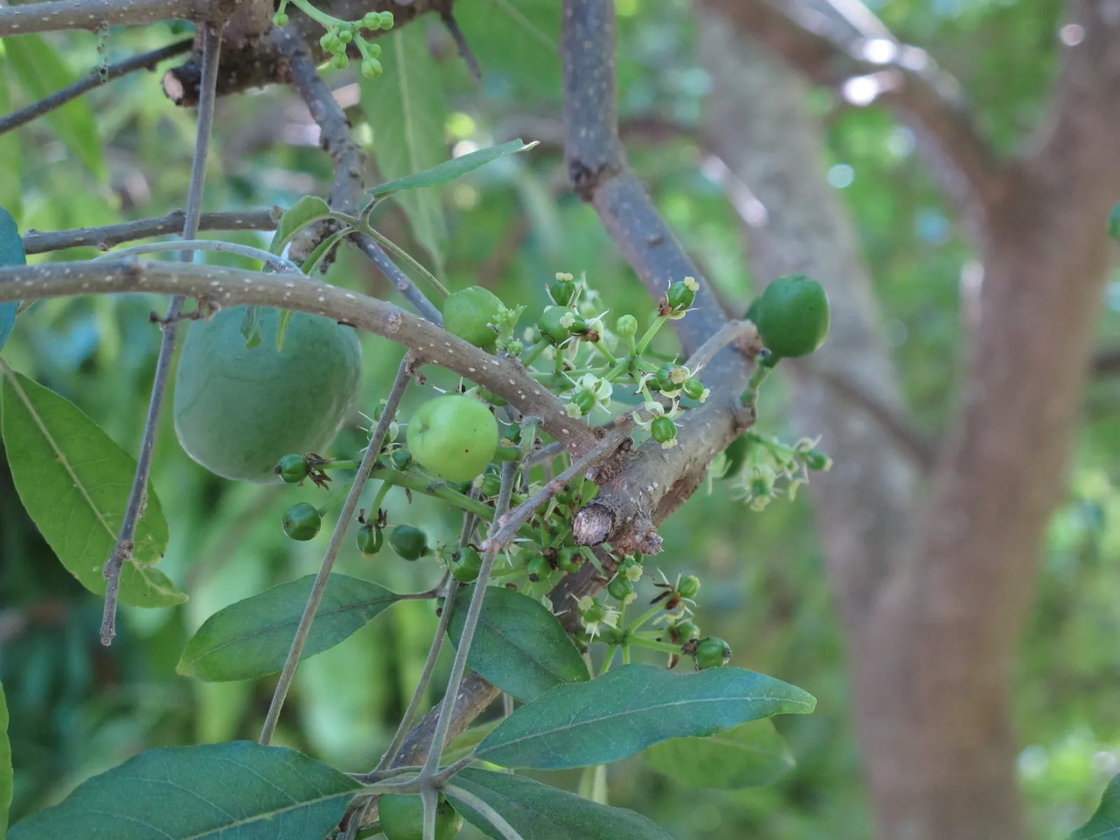 White Sapote (Casimiroa Edulis) — Moderate water requirements; green flowers in the garden, image 58