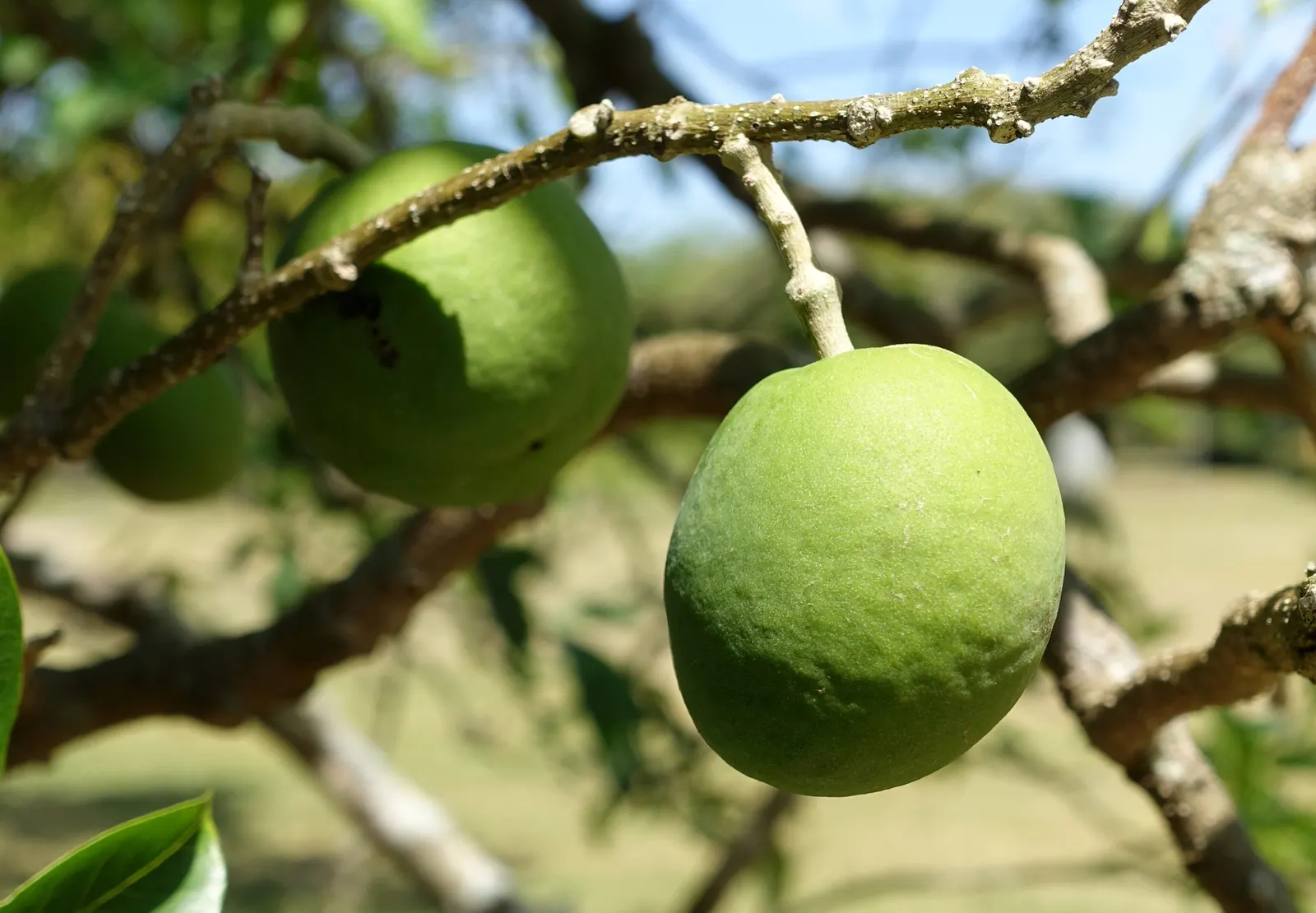 White Sapote (Casimiroa Edulis) — hardiness zones 9-11, it reaches heights of 15-50 ft with a spread of 15-30 ft; providing a generous amount of, image 56