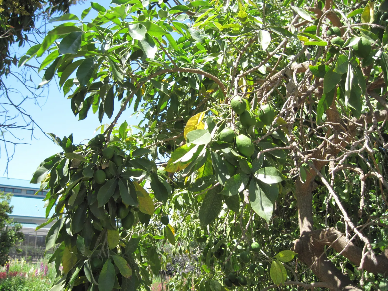 White Sapote (Casimiroa Edulis) — providing a generous amount of shade.<br><br>Distinctive for its attractive