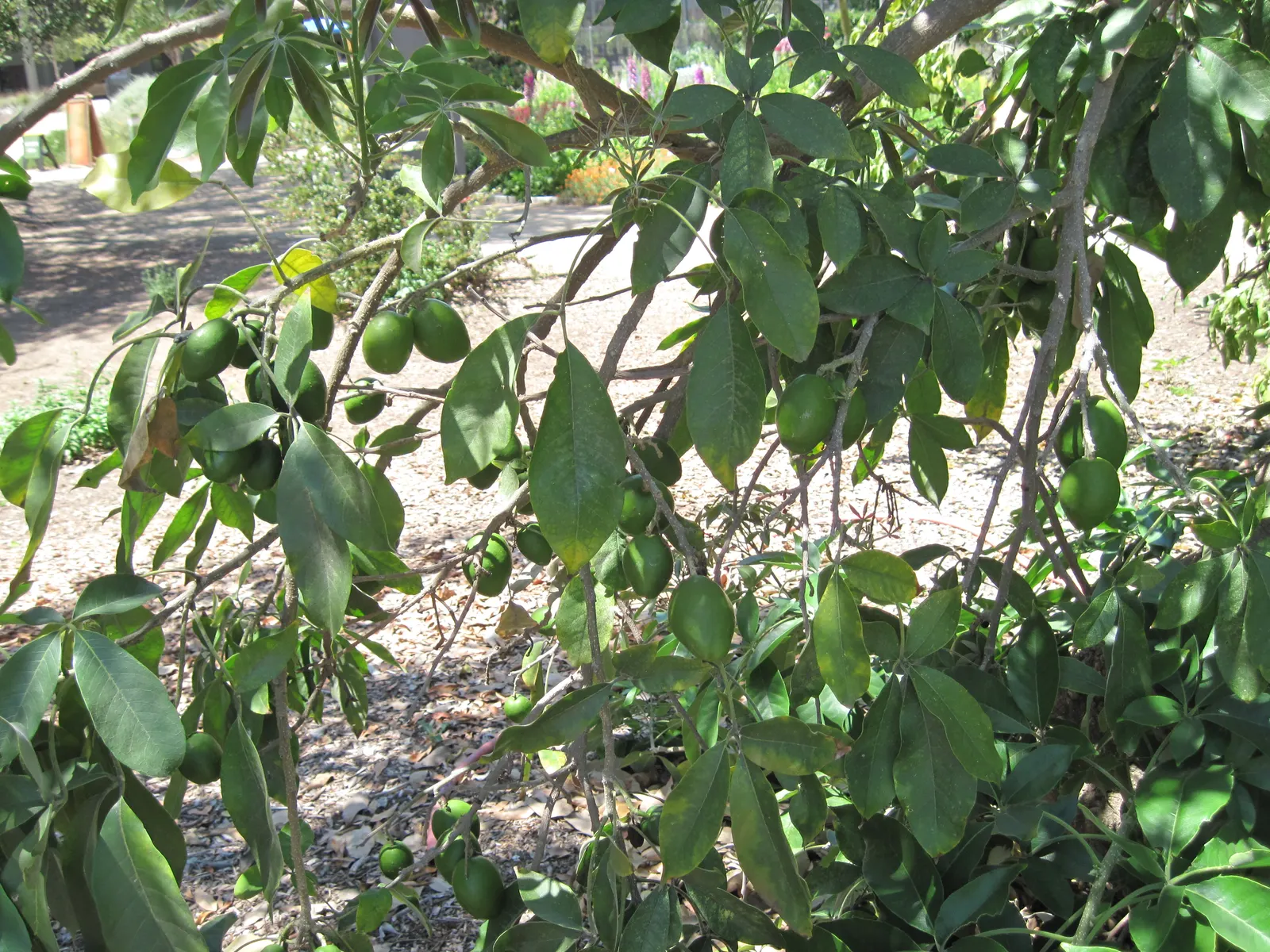 White Sapote (Casimiroa Edulis) — spacing should account for its mature spread