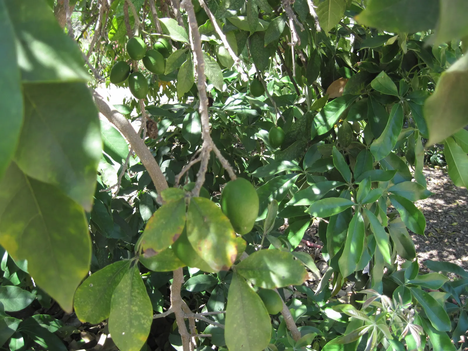 White Sapote (Casimiroa Edulis) — about 2 to 4 inches in diameter
