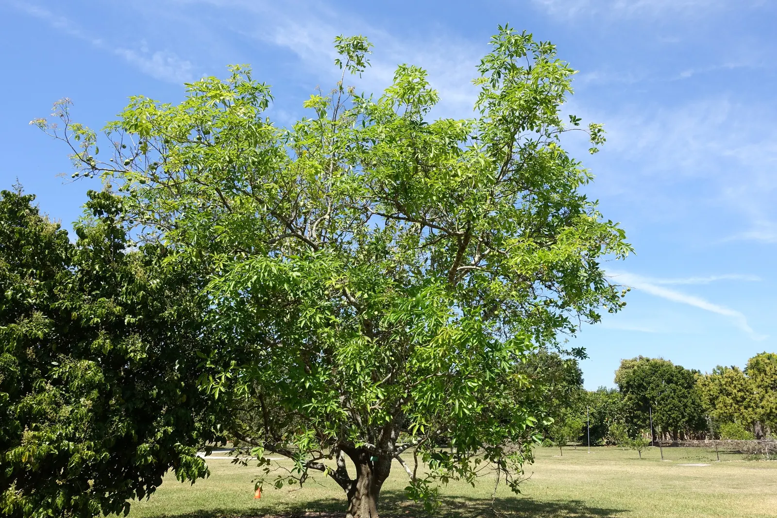 White Sapote (Casimiroa Edulis) — tree for full; enhancing the overall sensory experience of the garden