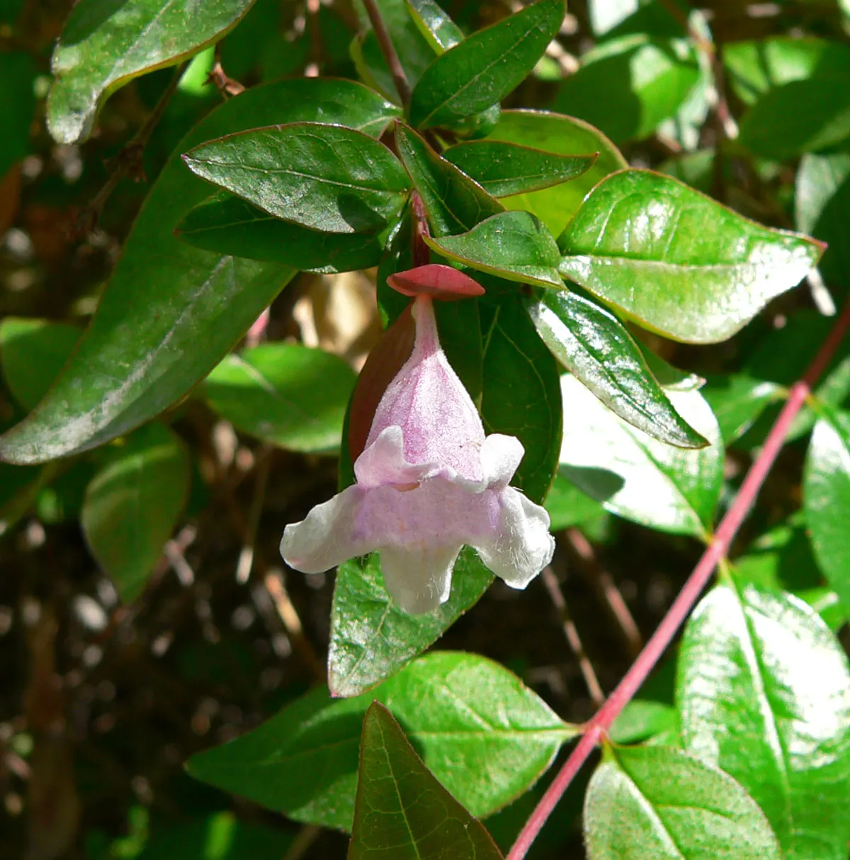 Edward Goucher Abelia (Abelia X Grandiflora 'Edward Goucher') — flaunting soft lilac-pink blossoms from late spring to fall