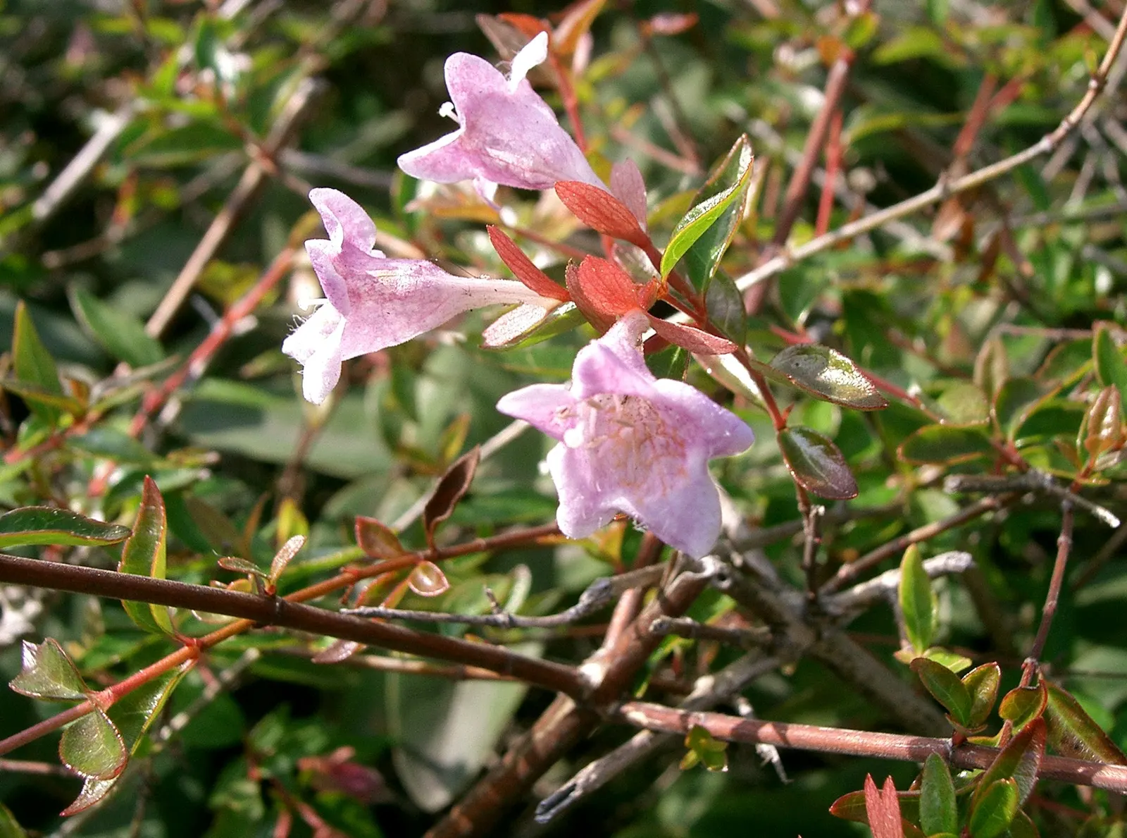 Edward Goucher Abelia (Abelia X Grandiflora 'Edward Goucher') — making it ideal for small gardens or as a foundation plant