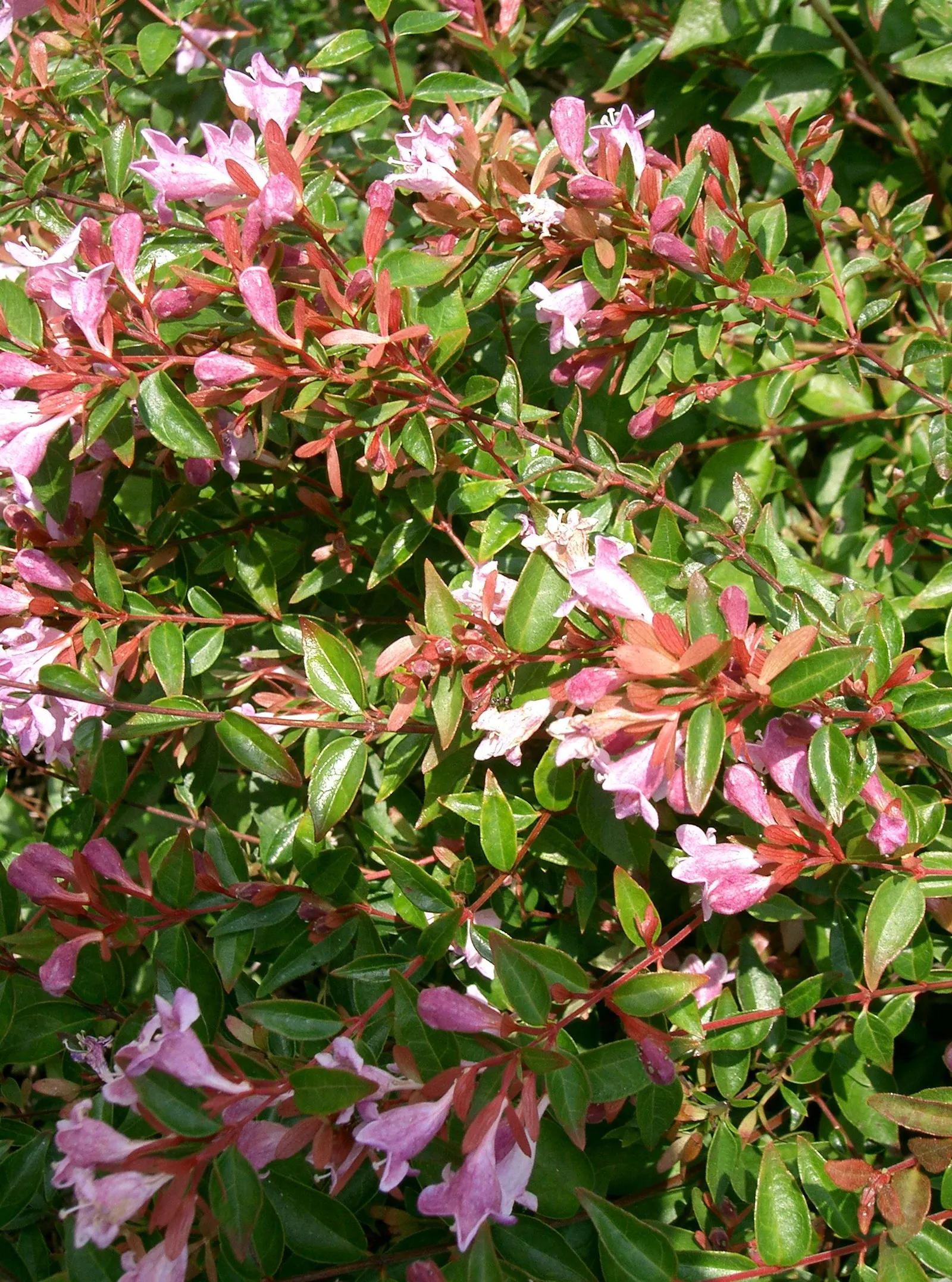 Edward Goucher Abelia (Abelia X Grandiflora 'Edward Goucher') — Its compact size reaches 3 to 5 feet in height and width