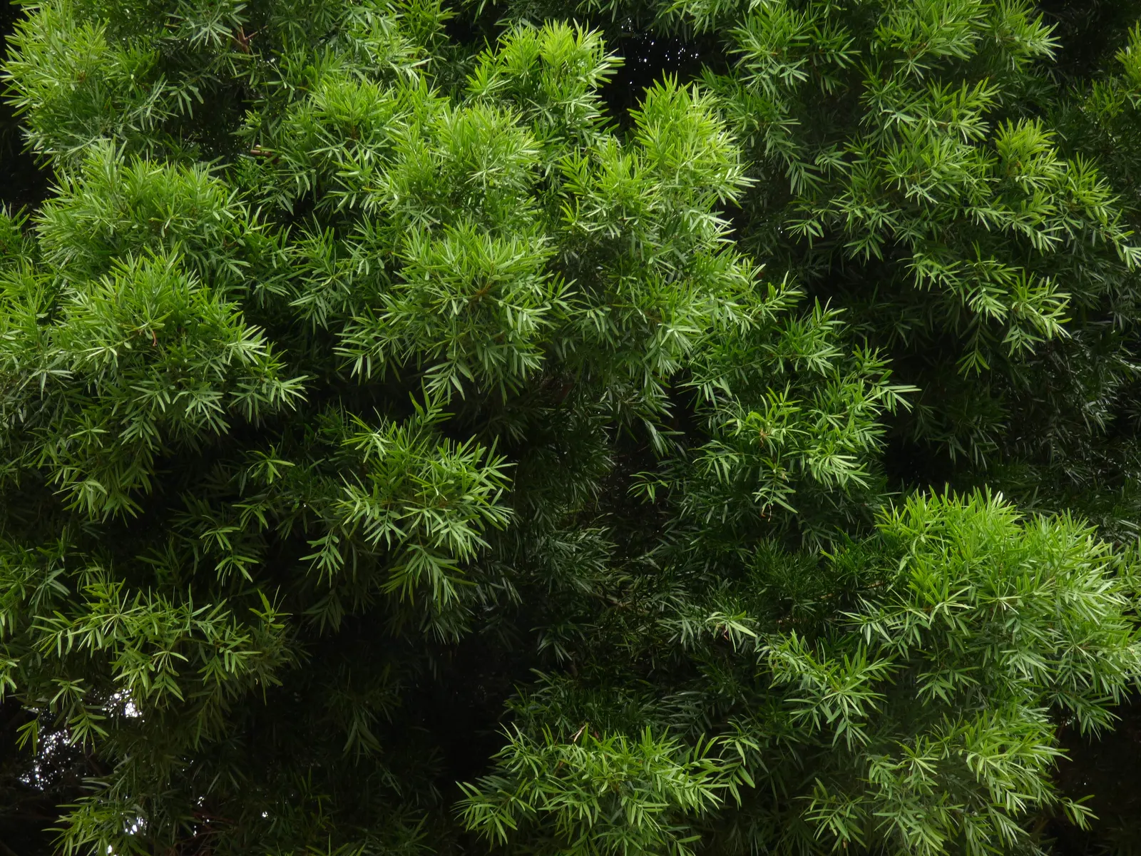 Outeniqua Yellowwood (Afrocarpus Falcatus) — With a crown spread of approximately 30 to 40 feet when mature