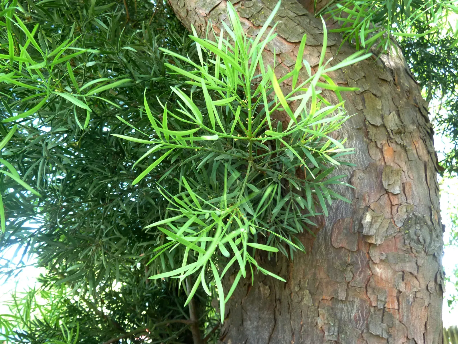 Outeniqua Yellowwood (Afrocarpus Falcatus) — being relatively smooth with a grayish-brown color that peels in longitudinal strips