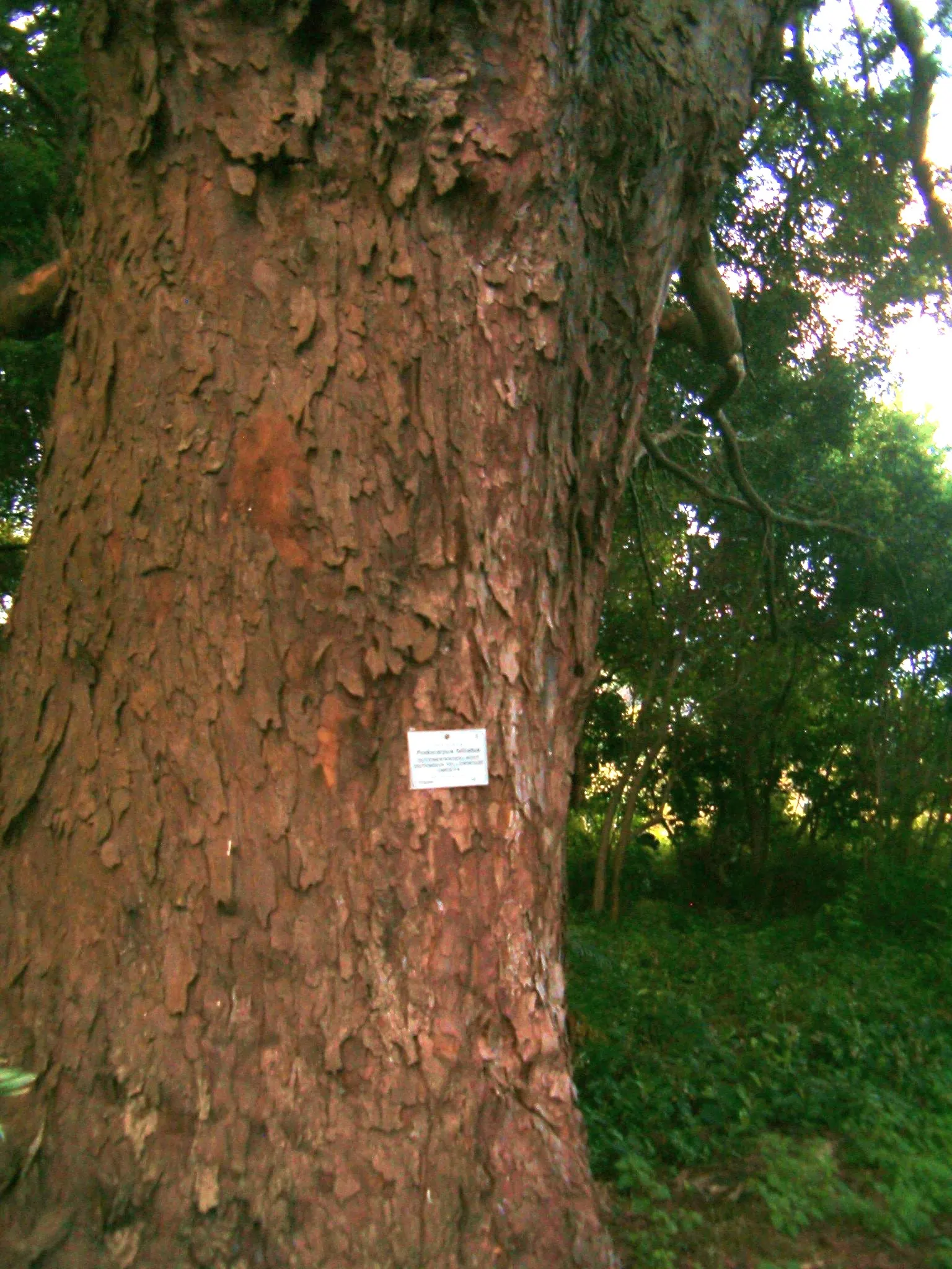 Outeniqua Yellowwood (Afrocarpus Falcatus) — When selecting this stately tree for a landscape