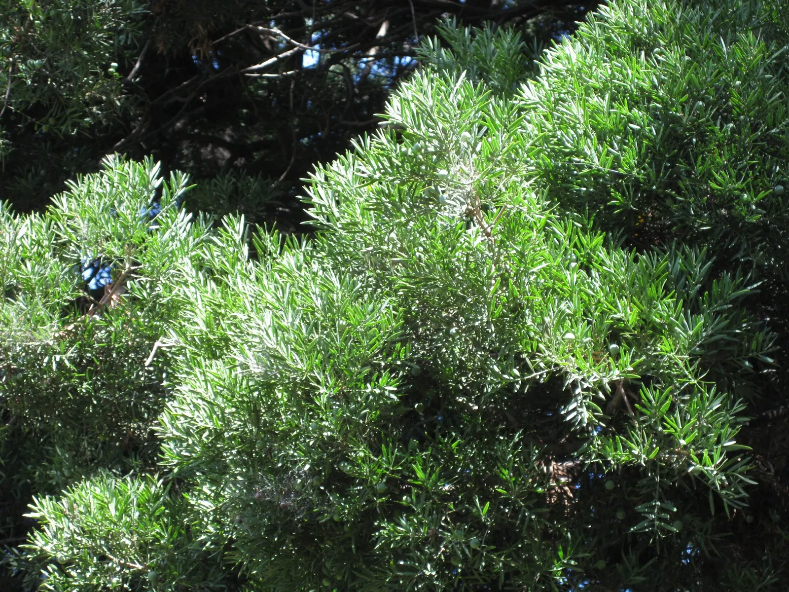 Outeniqua Yellowwood (Afrocarpus Falcatus) — adding year-round interest and texture to the garden palette