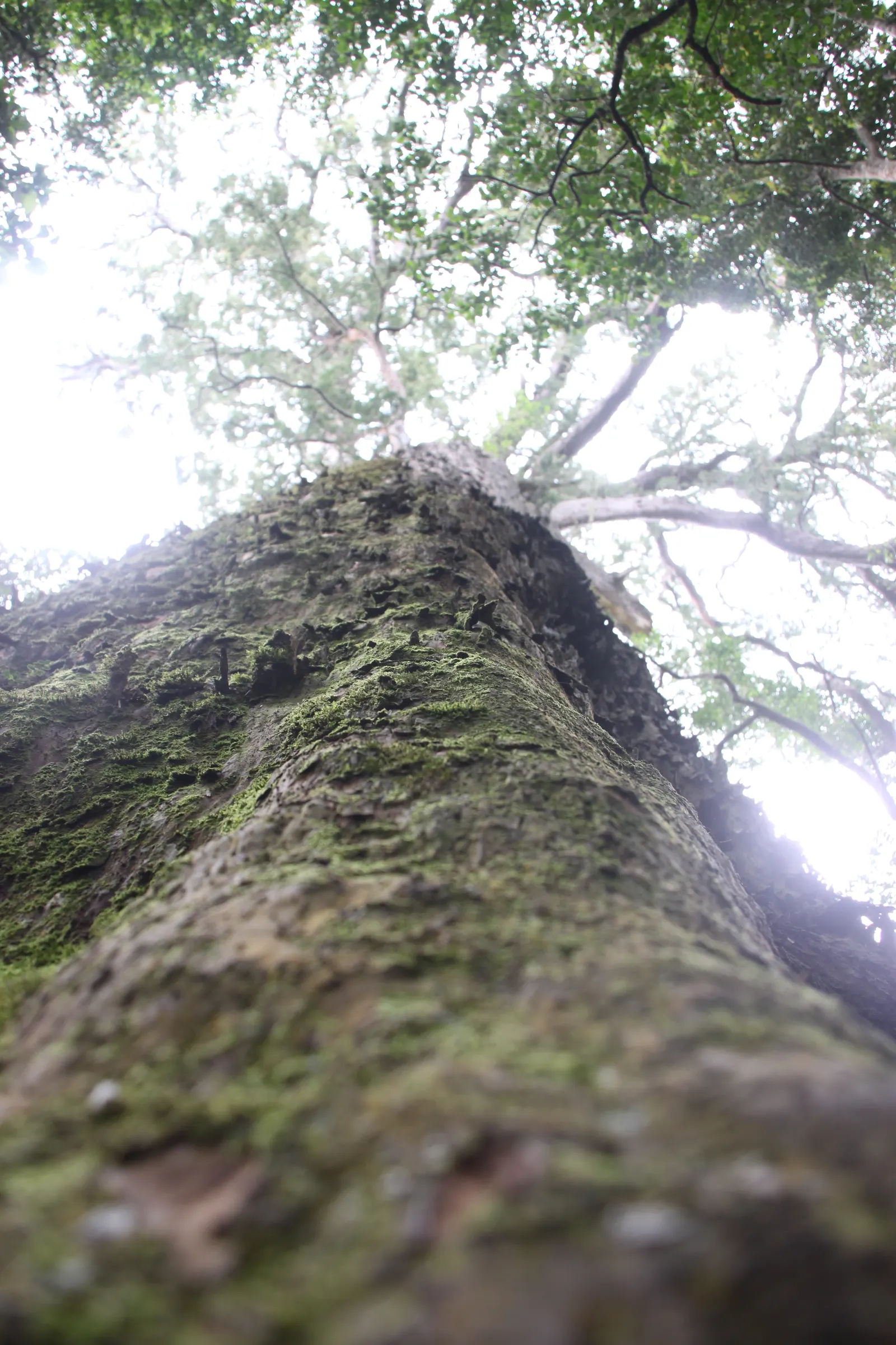 Outeniqua Yellowwood (Afrocarpus Falcatus) — This coniferous species can soar to impressive heights