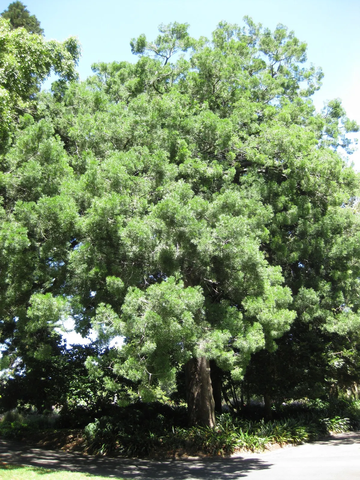 Outeniqua Yellowwood (Afrocarpus Falcatus) — The bark is an attractive feature as well