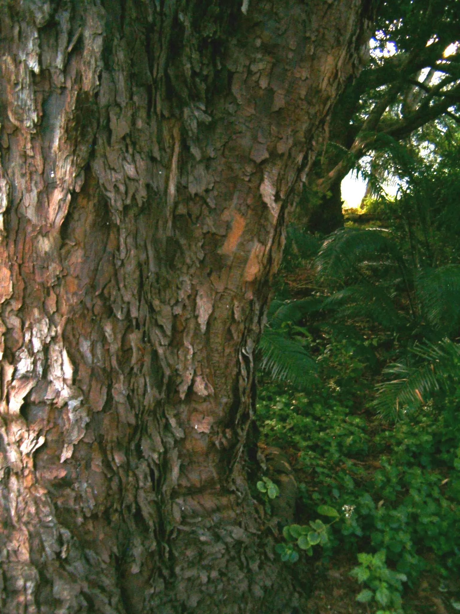 Outeniqua Yellowwood (Afrocarpus Falcatus) — supporting a variety of wildlife