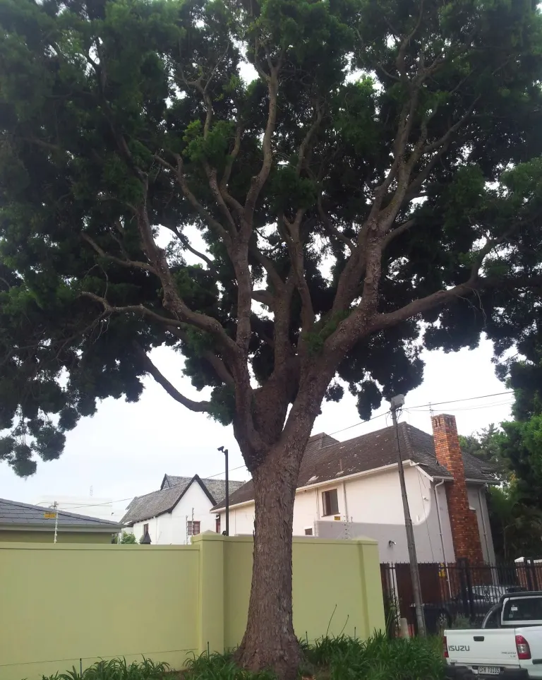 Outeniqua Yellowwood (Afrocarpus Falcatus) — regular watering will ensure optimal growth and health.<br><br>This species is also ecologically significant