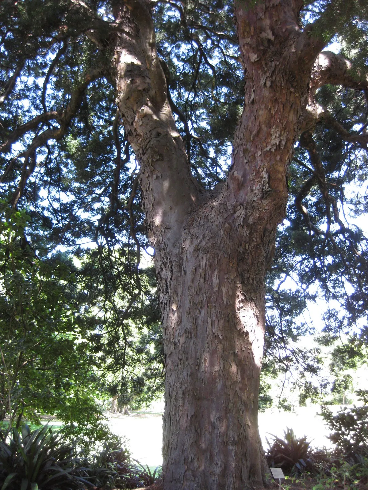 Outeniqua Yellowwood (Afrocarpus Falcatus) — The Outeniqua yellowwood (Afrocarpus falcatus) is a majestic evergreen, native to South Africa