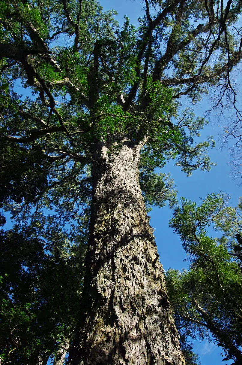 Outeniqua Yellowwood (Afrocarpus Falcatus) — it provides height and grandeur
