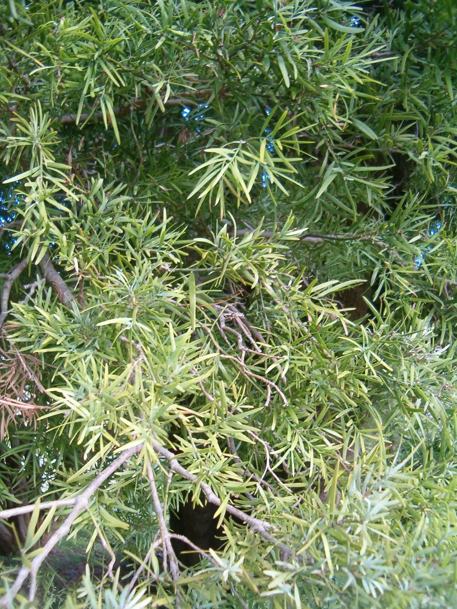 Outeniqua Yellowwood (Afrocarpus Falcatus) — The Outeniqua yellowwood (Afrocarpus falcatus) is a majestic evergreen, native to South Africa; it provides height