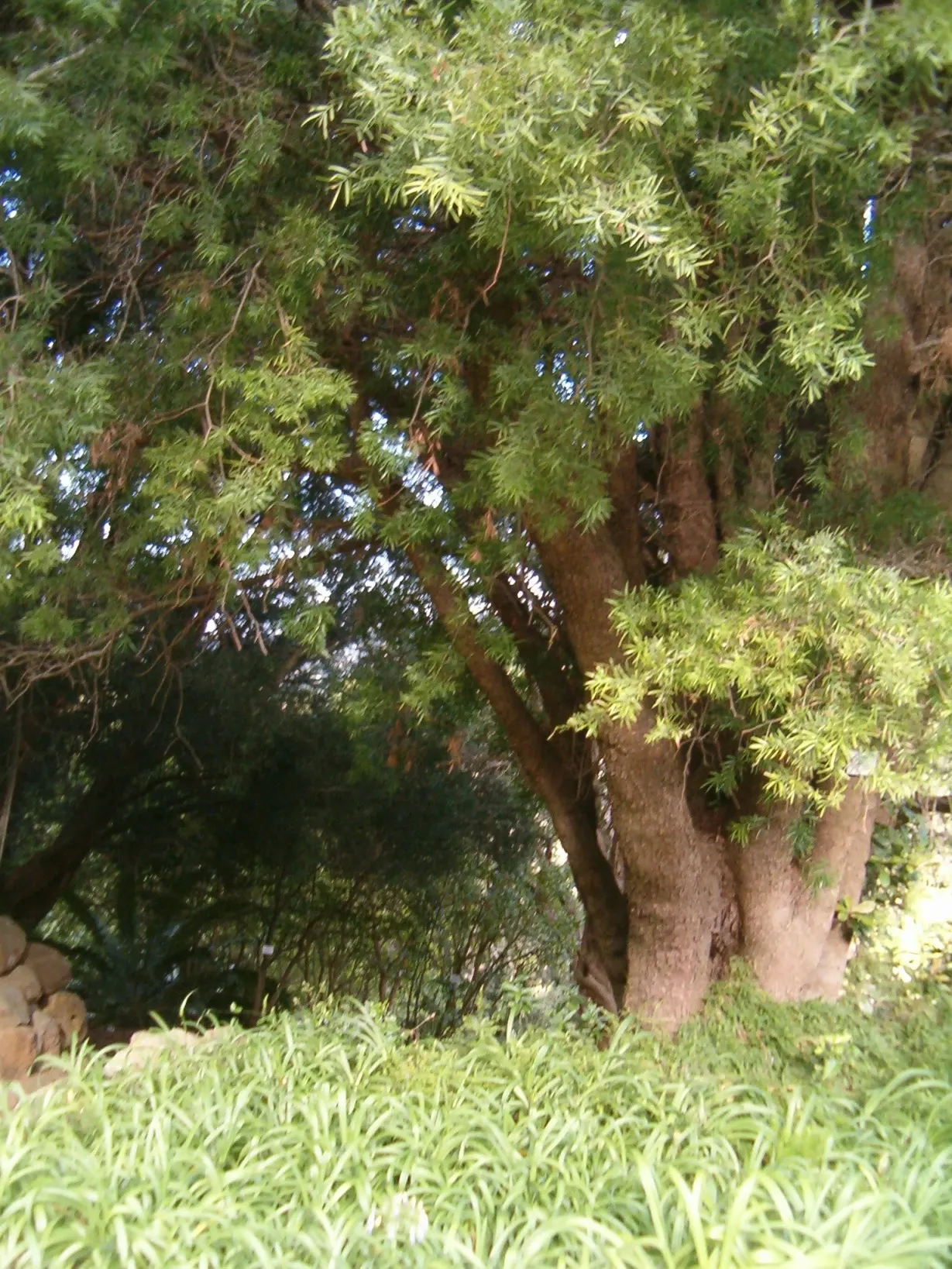 Outeniqua Yellowwood (Afrocarpus Falcatus) — Its elegant, arching branches sport lustrous, dark green needles, and it bears fleshy, purple fruits; though