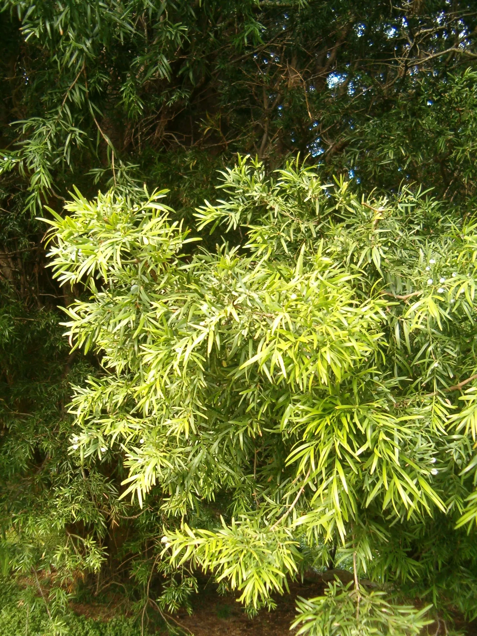 Outeniqua Yellowwood (Afrocarpus Falcatus) — is a majestic evergreen tree indigenous to the forest regions of southern Africa
