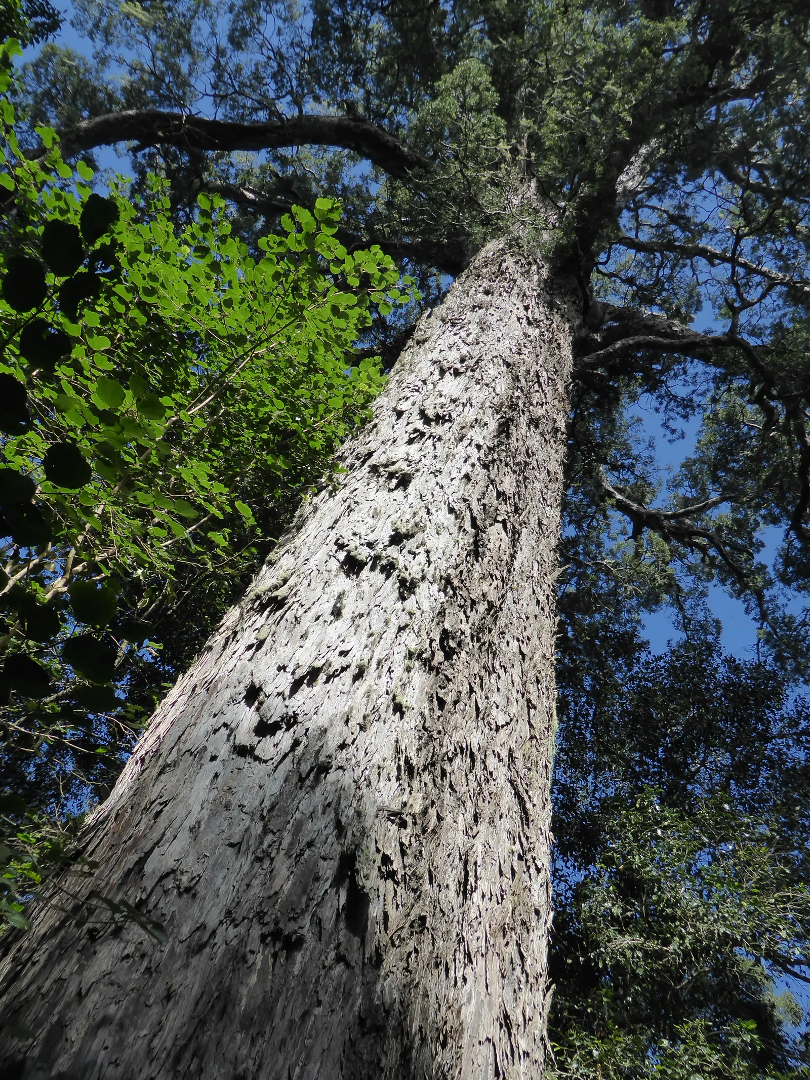 Outeniqua Yellowwood (Afrocarpus Falcatus) — scientifically named Afrocarpus falcatus